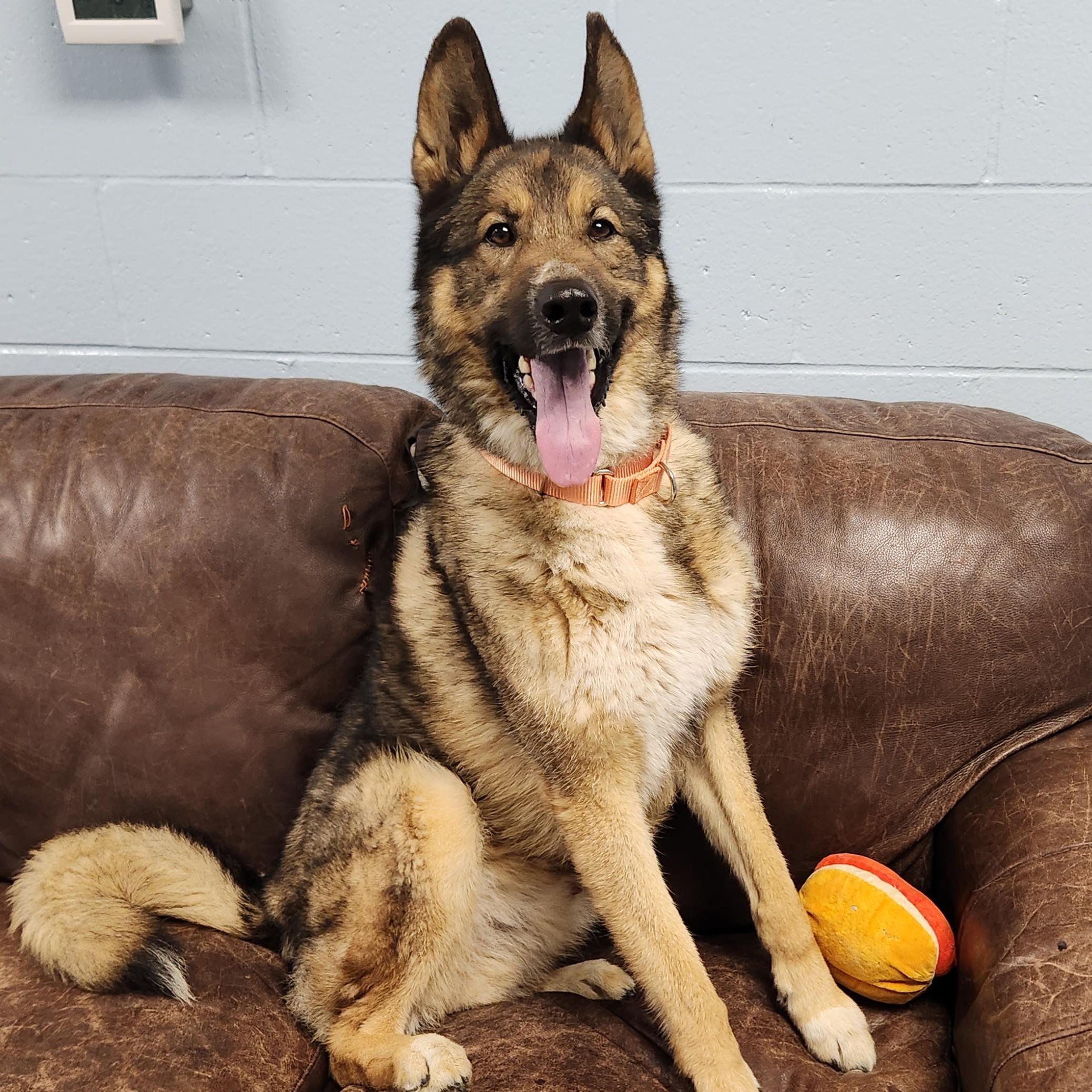 Enlarge Rocky, a ADOPTABLE mixed breed in Marshfield, WI image 2/6