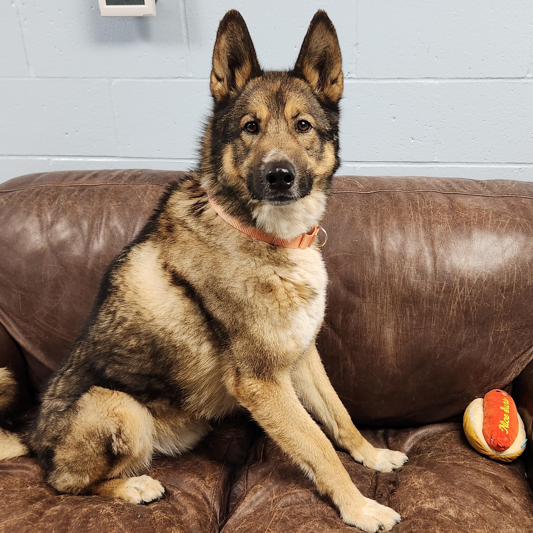 Rocky, ADOPTABLE, Adult Male German Shepherd Dog & Husky.