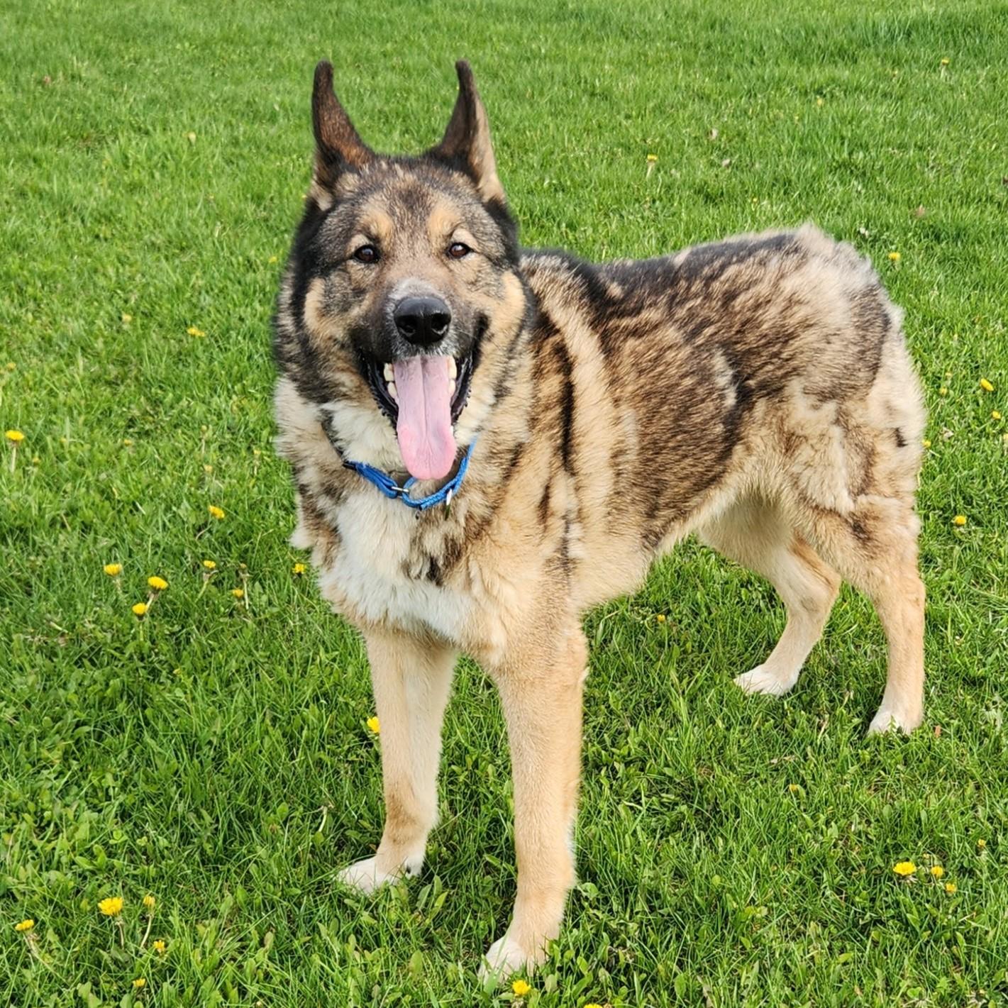 Enlarge Rocky, a ADOPTABLE mixed breed in Marshfield, WI image 4/6