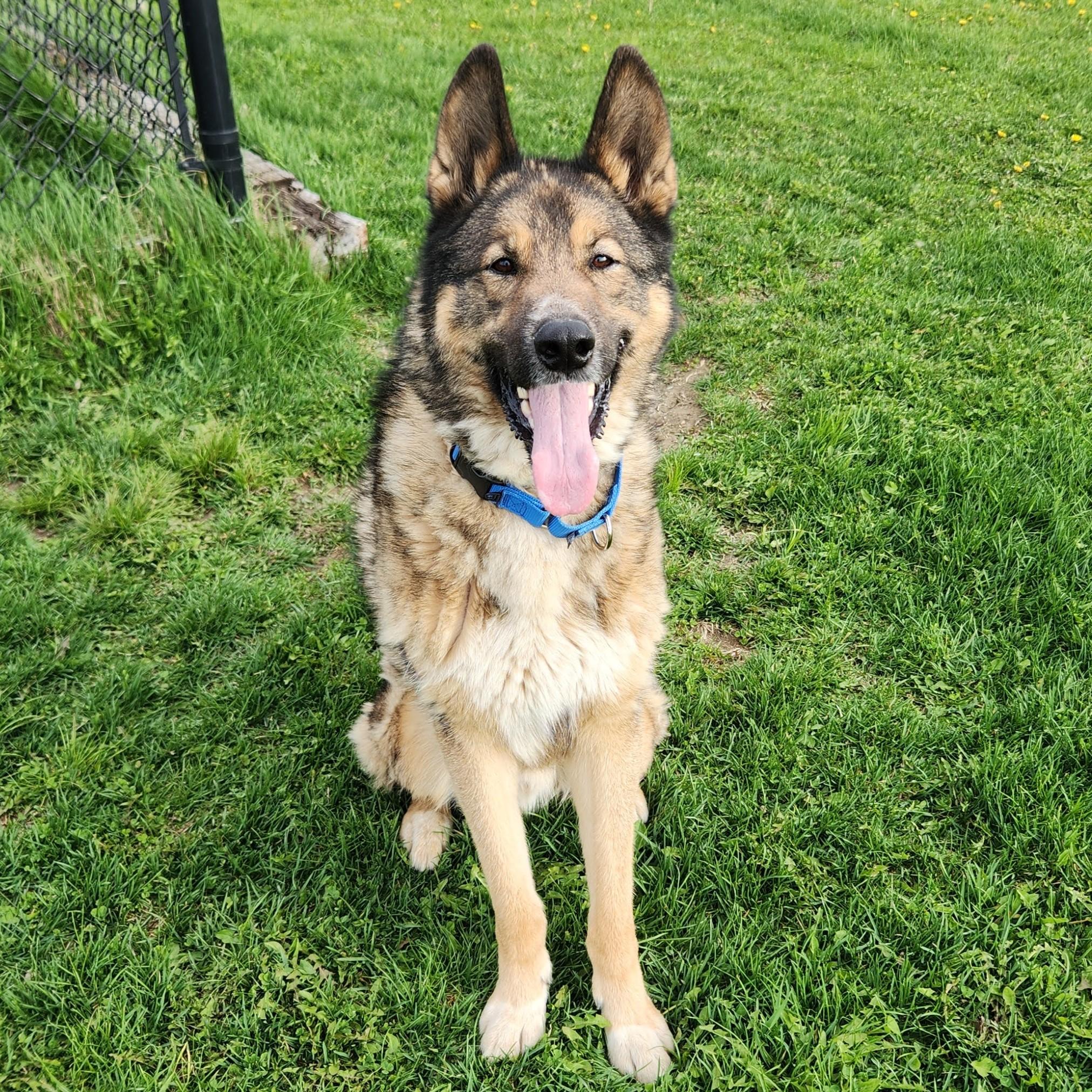 Enlarge Rocky, a ADOPTABLE mixed breed in Marshfield, WI image 5/6