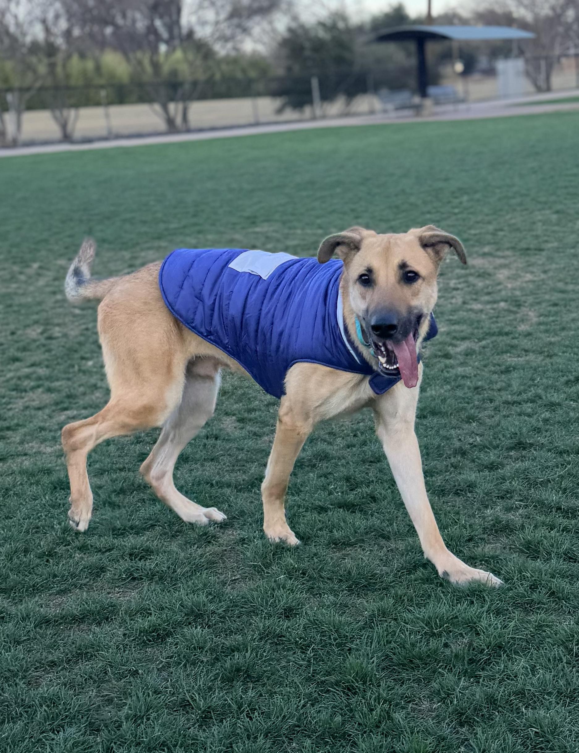 Enlarge Jack, a ADOPTABLE mixed breed in Plano, TX image 2/6