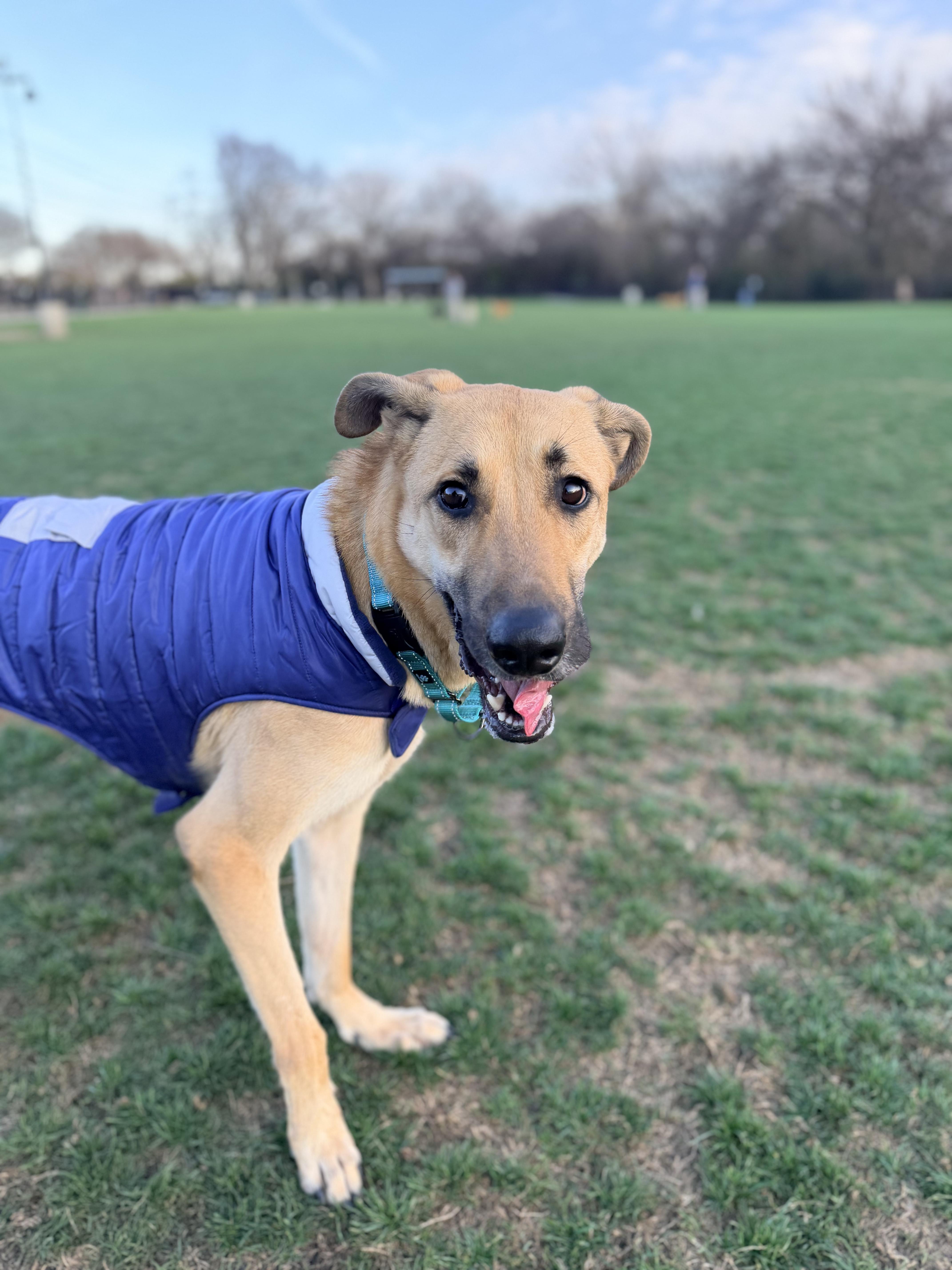 Enlarge Jack, a ADOPTABLE mixed breed in Plano, TX image 6/6