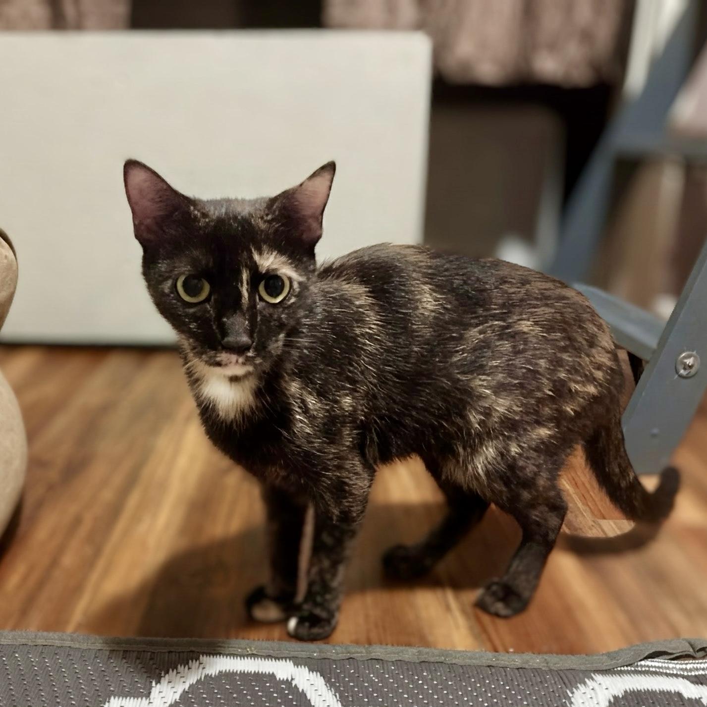 Enlarge Cinnamon Toast Crunch, a Adoptable Domestic Short Hair in Apex, NC image 6/6