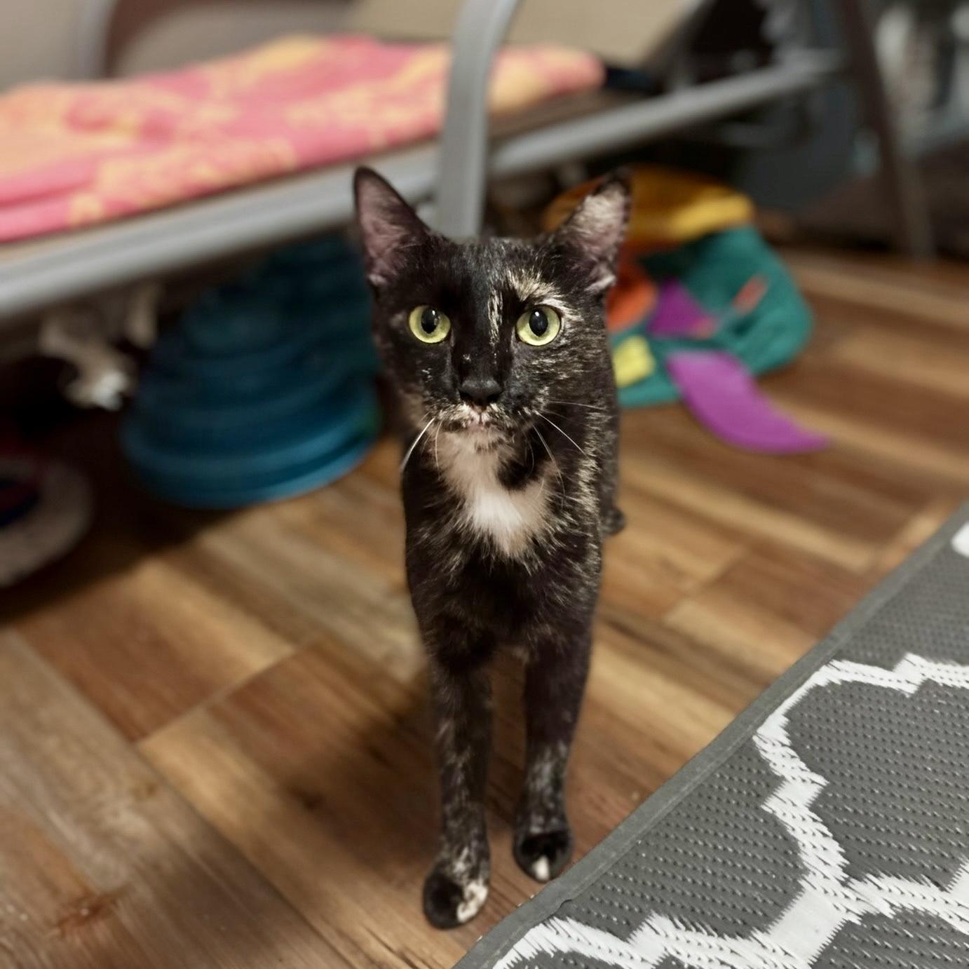 Cinnamon Toast Crunch, Adoptable, Young Female Domestic Short Hair.