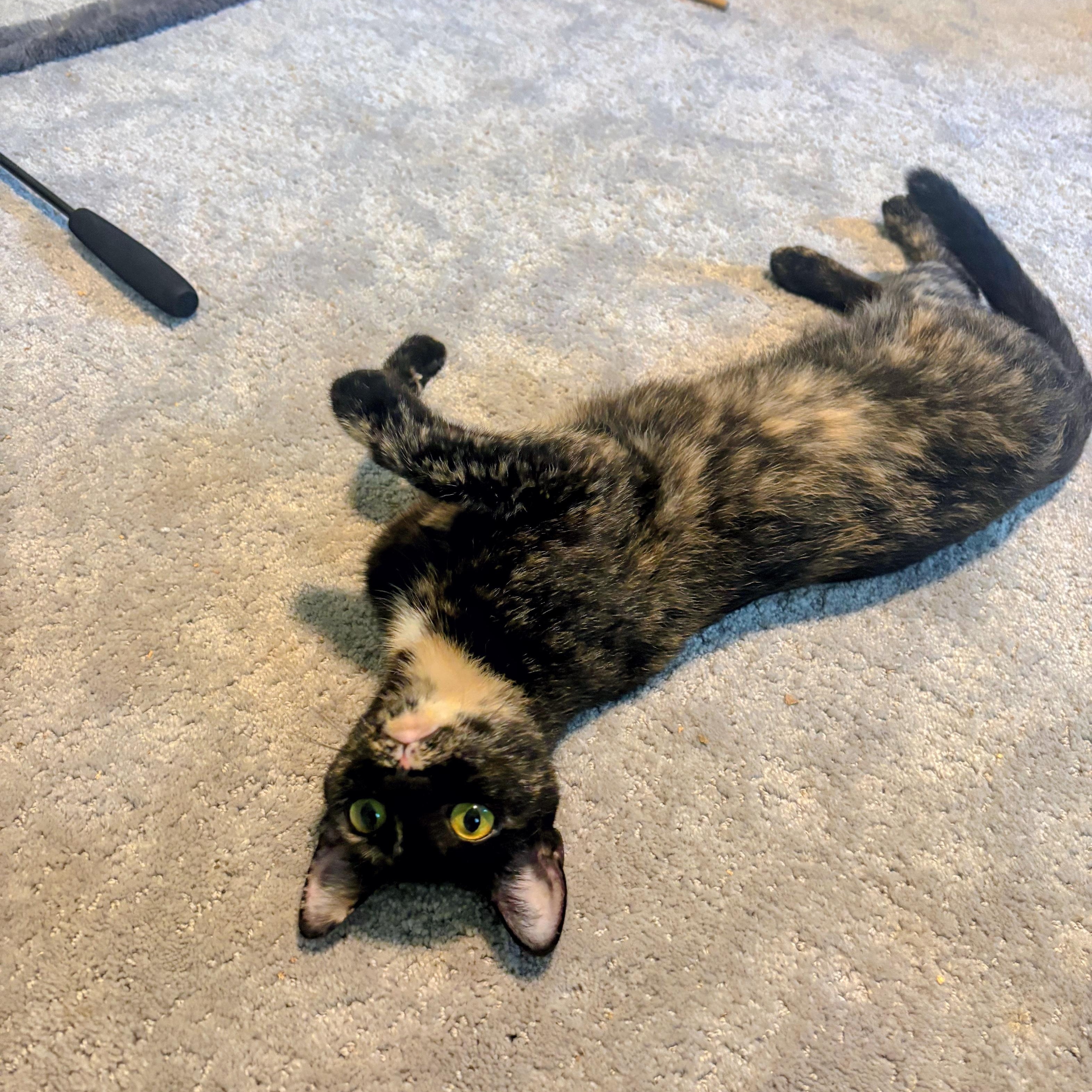 Enlarge Cinnamon Toast Crunch, a Adoptable Domestic Short Hair in Apex, NC image 5/6