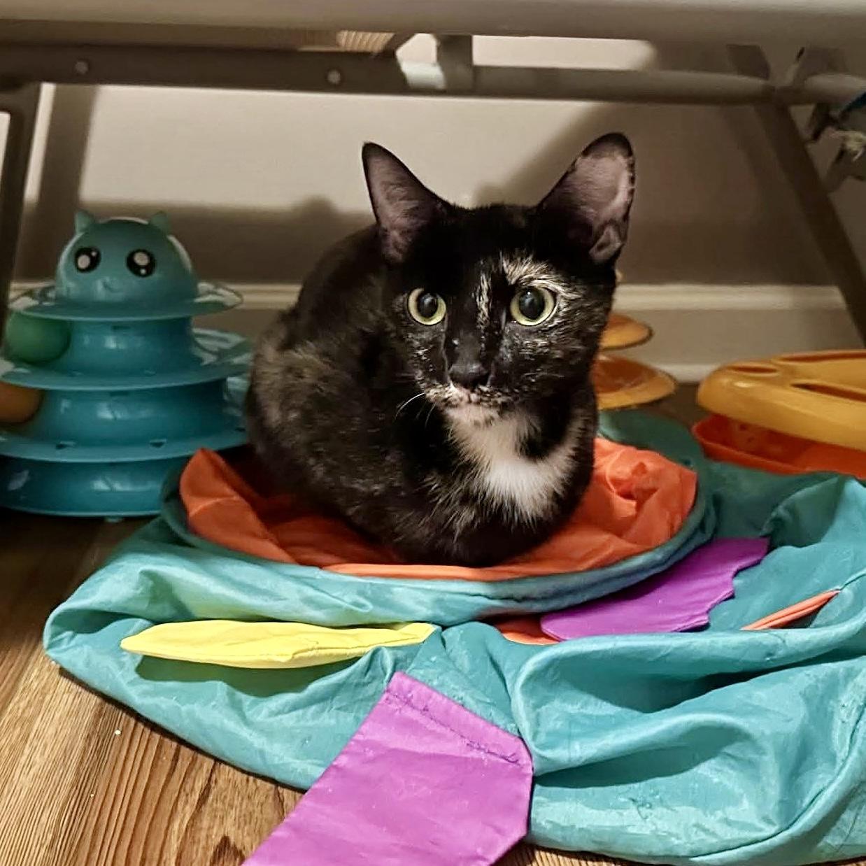 Enlarge Cinnamon Toast Crunch, a Adoptable Domestic Short Hair in Apex, NC image 4/6