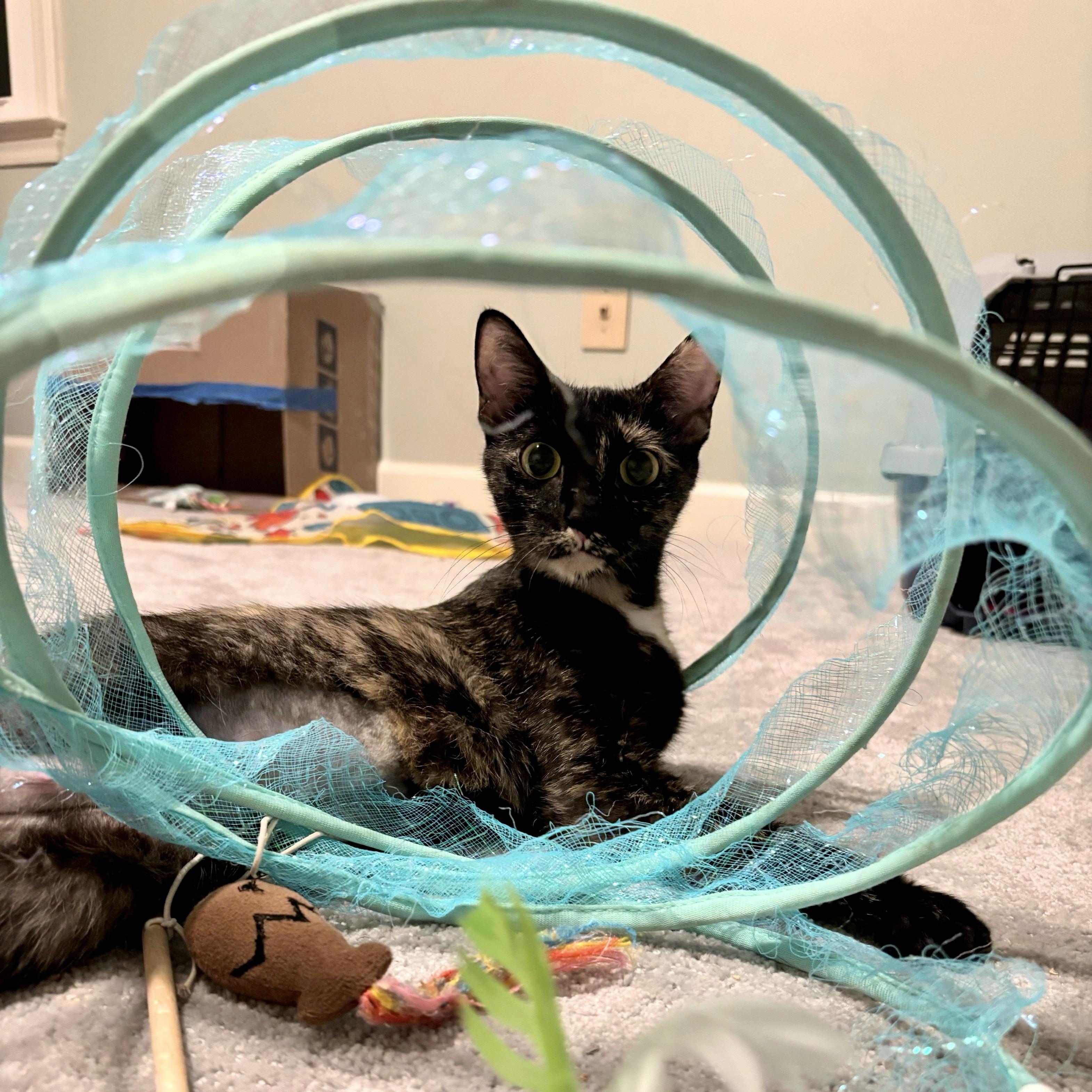 Enlarge Cinnamon Toast Crunch, a Adoptable Domestic Short Hair in Apex, NC image 3/6