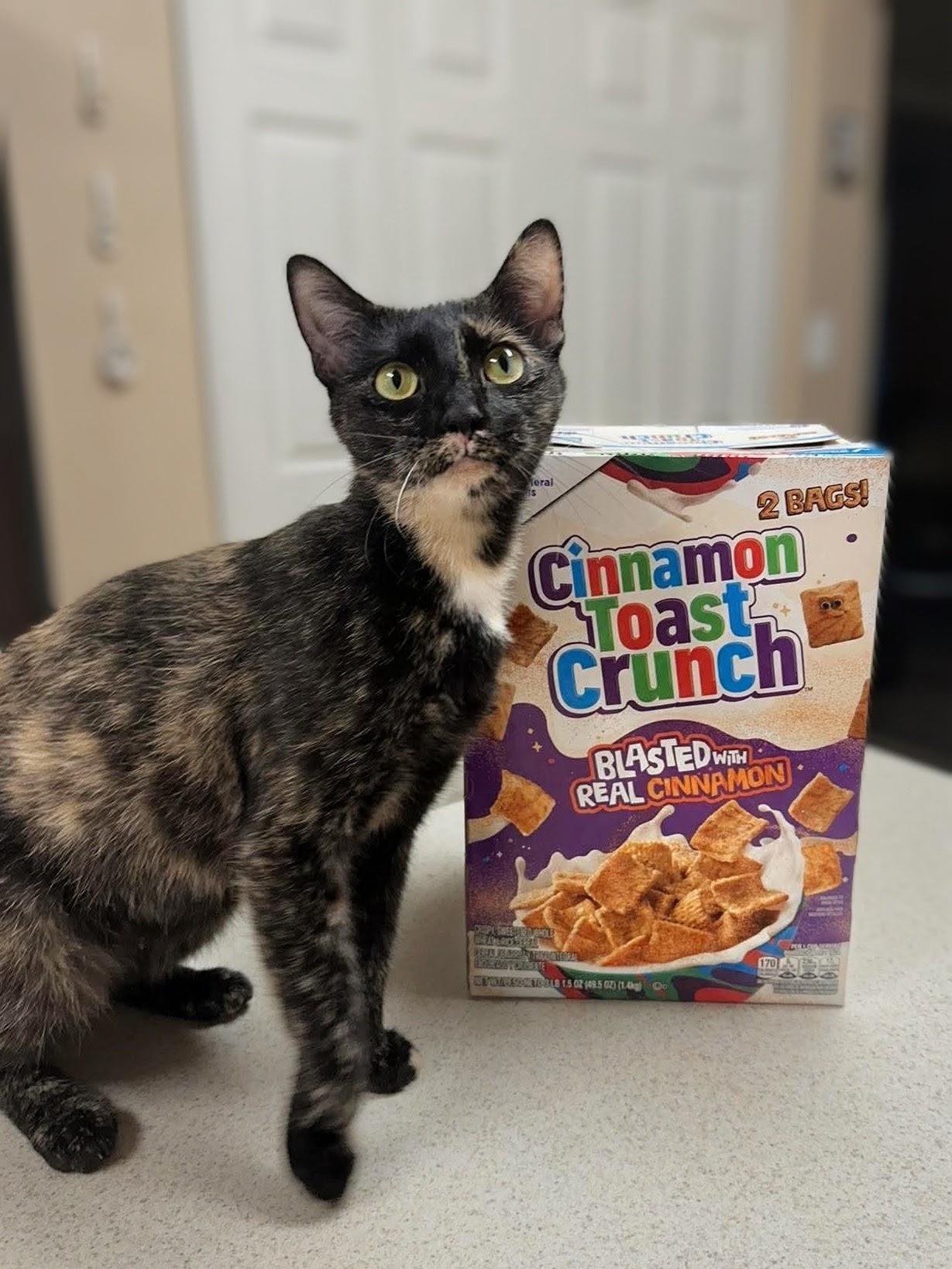 Enlarge Cinnamon Toast Crunch, a Adoptable Domestic Short Hair in Apex, NC image 1/6