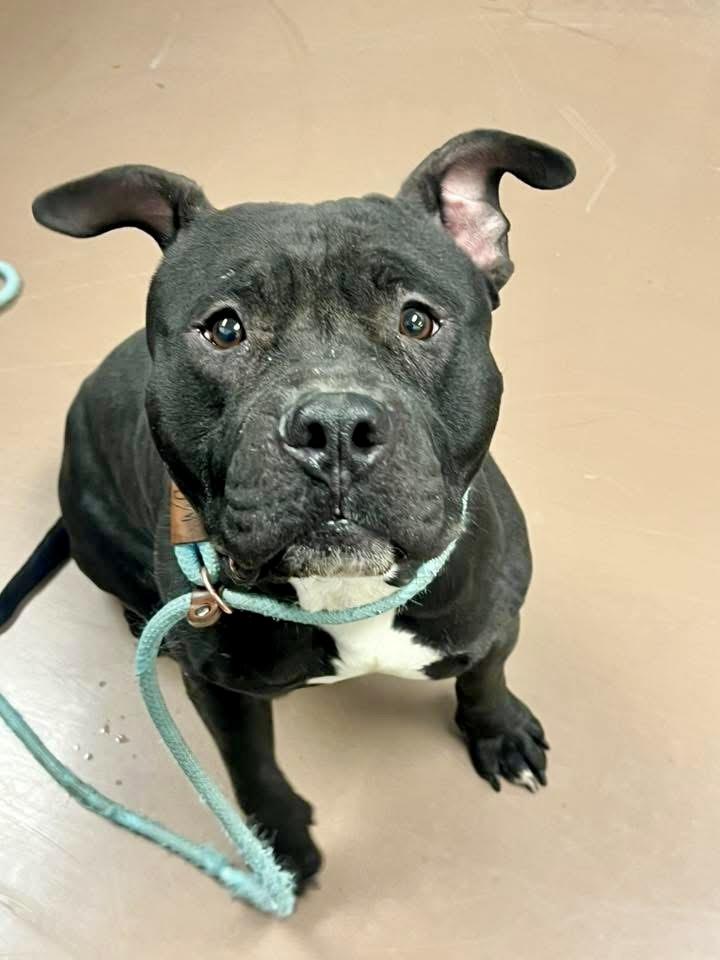Enlarge Higgins, a ADOPTABLE Pit Bull Terrier in Chicago, IL image 2/4