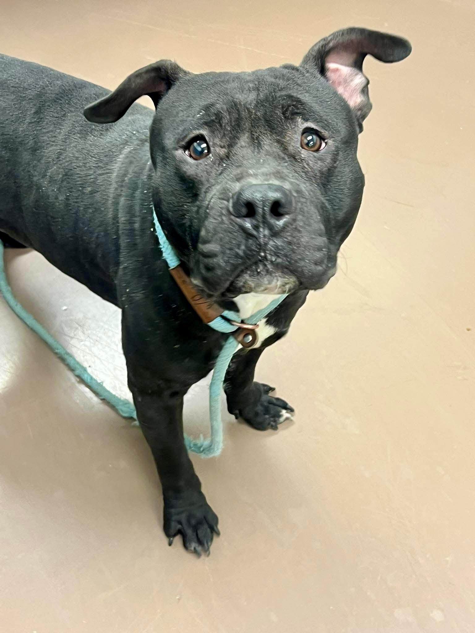 Higgins, ADOPTABLE, Adult Male Pit Bull Terrier.