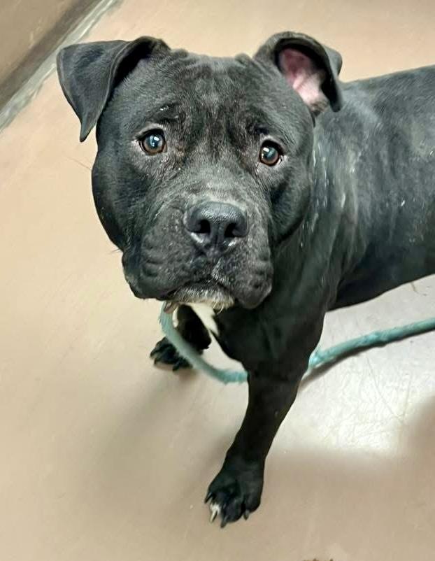 Enlarge Higgins, a ADOPTABLE Pit Bull Terrier in Chicago, IL image 3/4