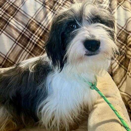 Enlarge Rook, a Adoptable Havanese in Cincinnati, OH image 1/2