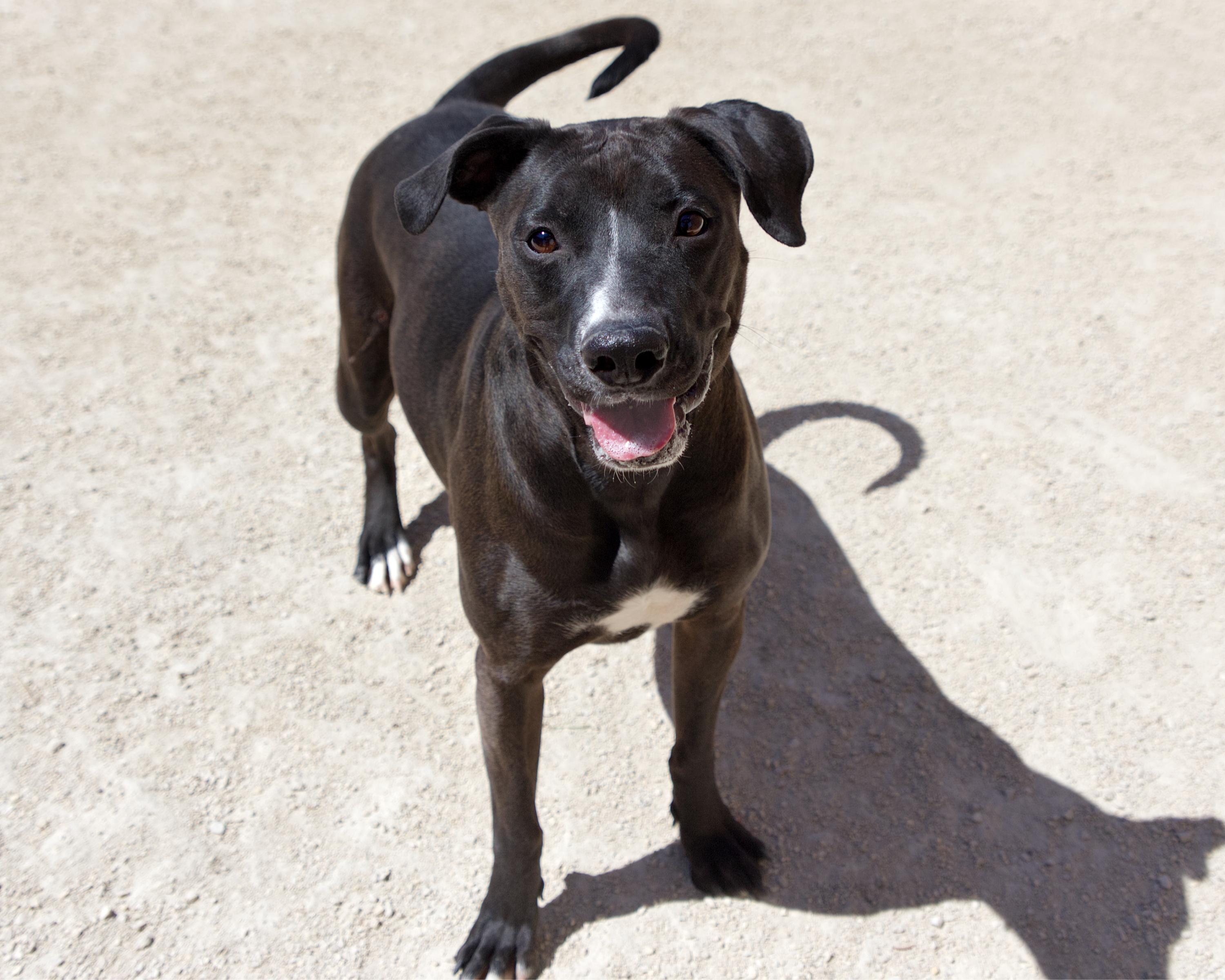 Enlarge Marsh, an adoptable mixed breed in Winnipeg, MB image 2/3