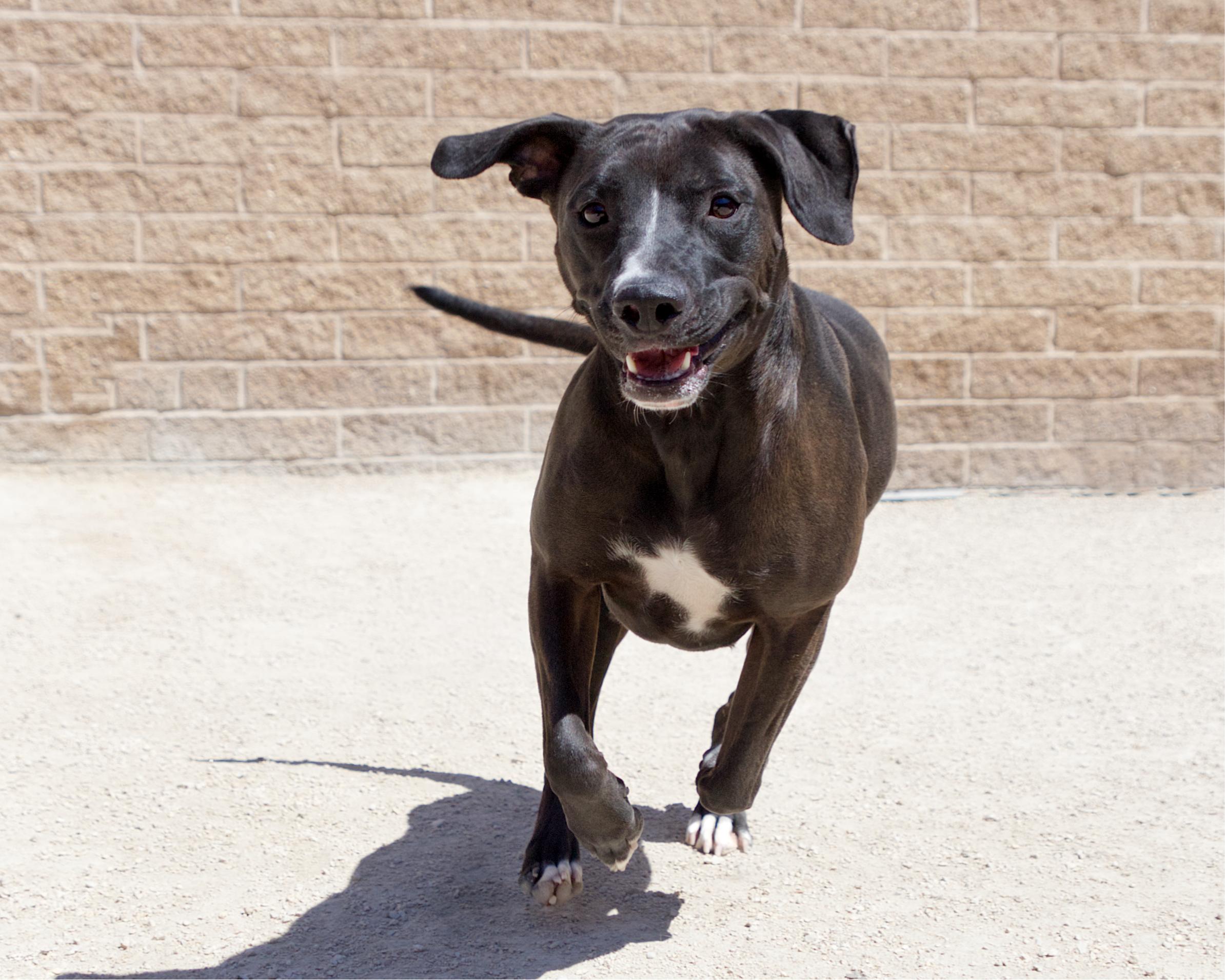 Enlarge Marsh, an adoptable mixed breed in Winnipeg, MB image 3/3