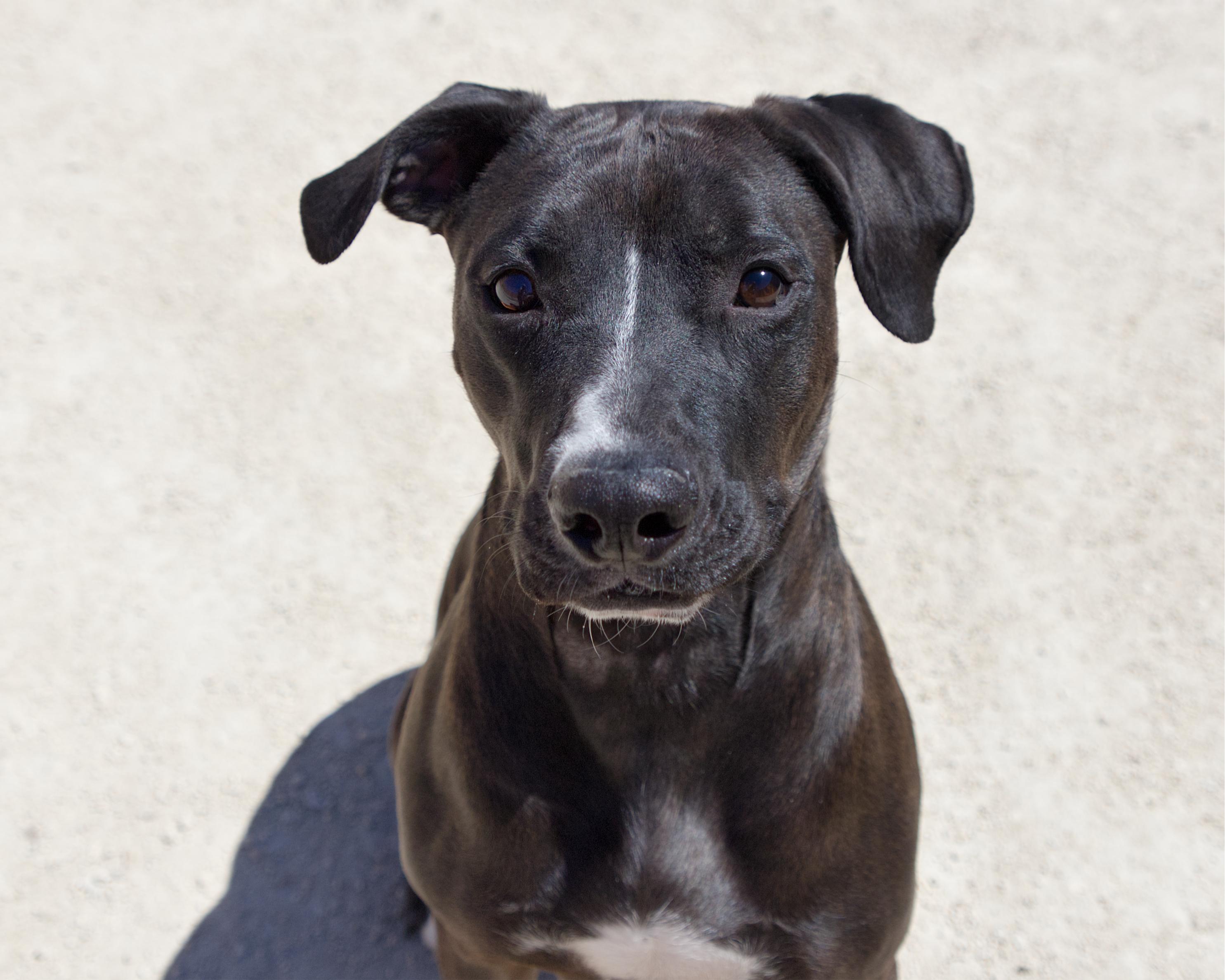Enlarge Marsh, an adoptable mixed breed in Winnipeg, MB image 1/3