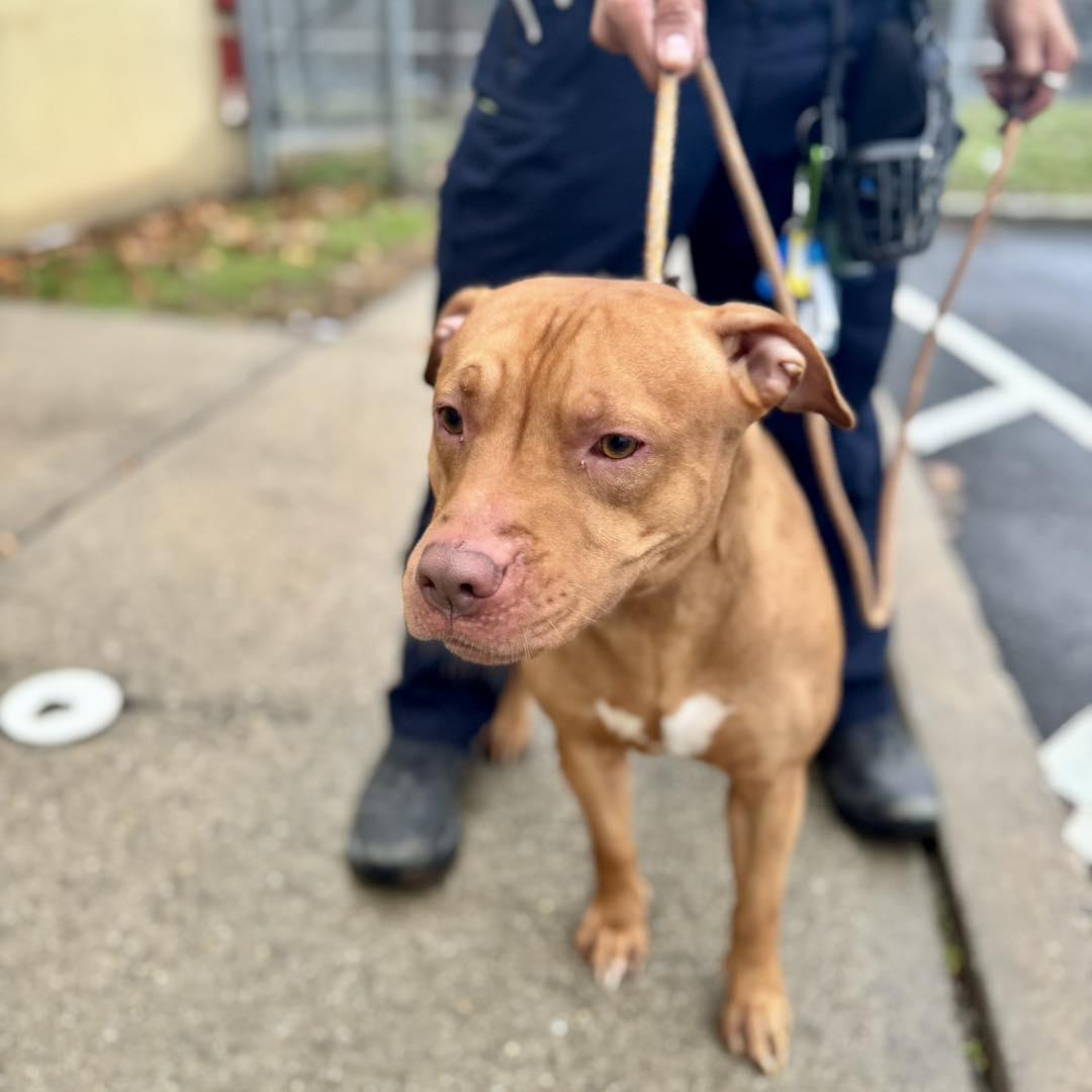 Chalupa , ADOPTABLE, Adult Male Pit Bull Terrier.