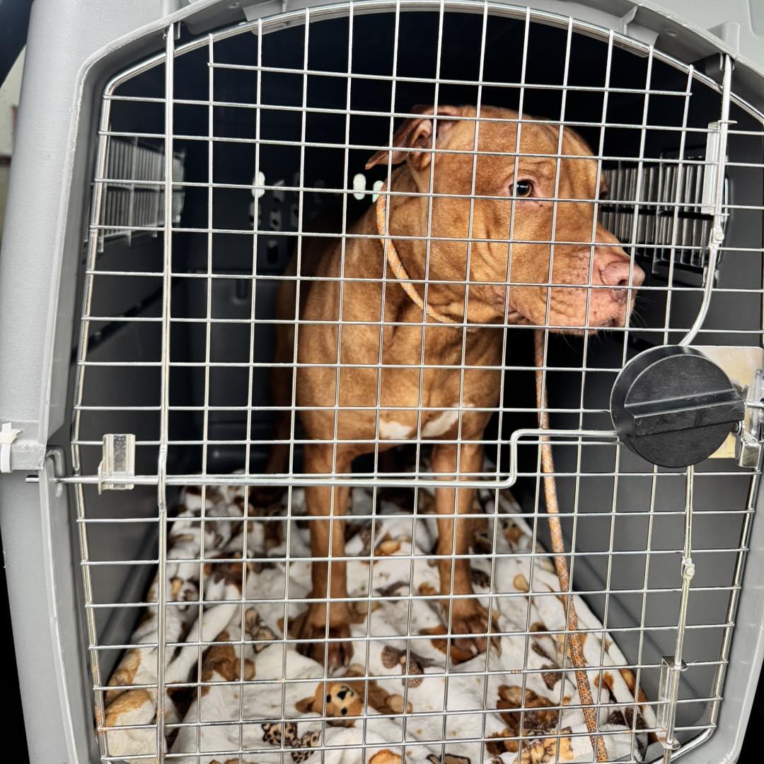 Enlarge Chalupa , a ADOPTABLE mixed breed in Passaic, NJ image 2/3