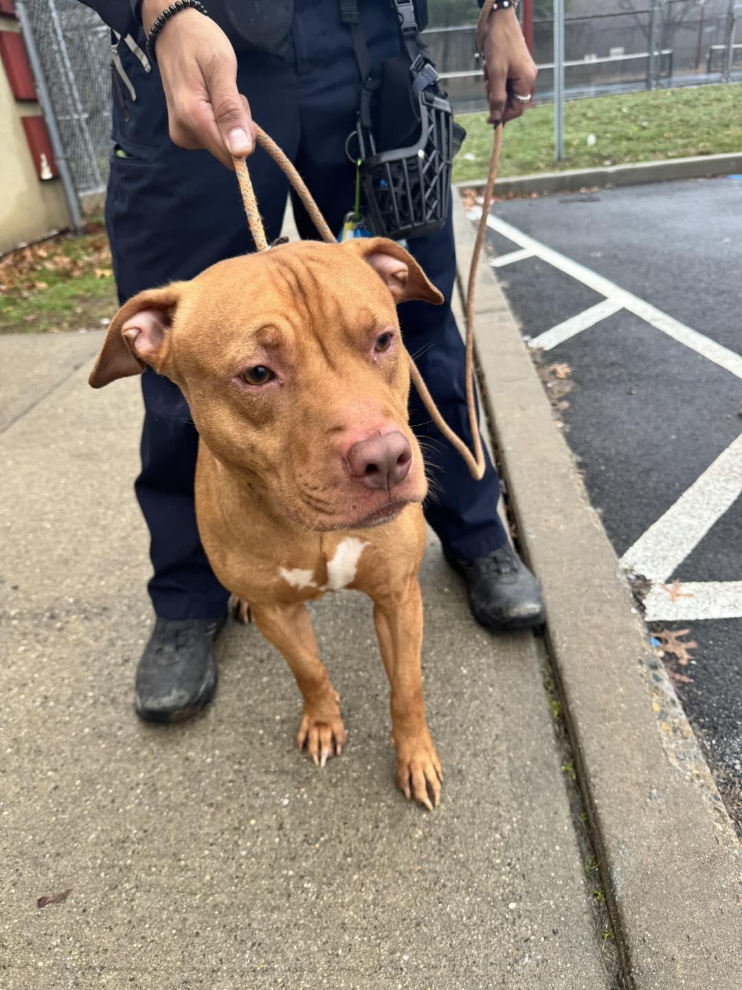 Enlarge Chalupa , a ADOPTABLE mixed breed in Passaic, NJ image 3/3