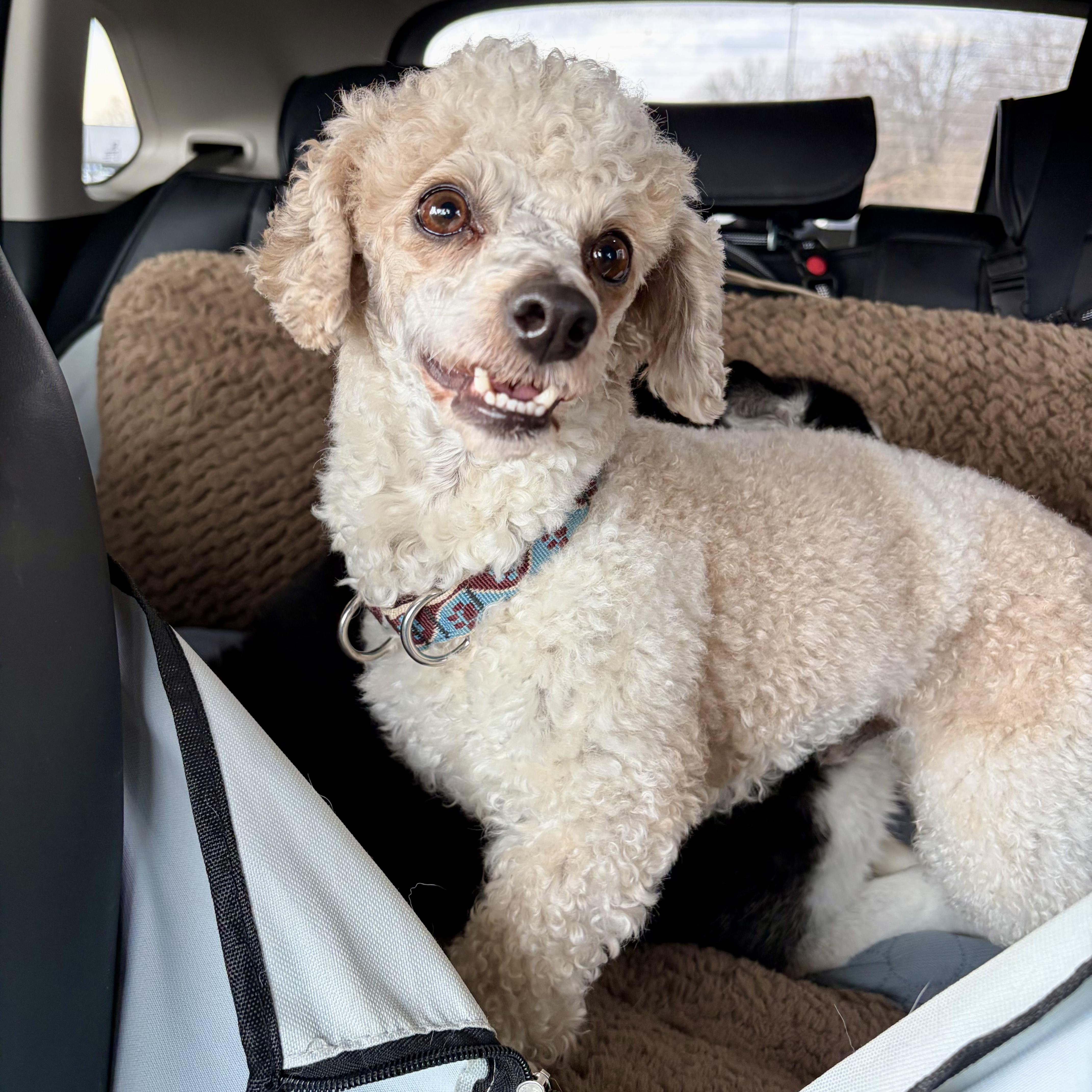 Enlarge Rudy, a ADOPTABLE Miniature Poodle in Murphysboro, IL image 4/5