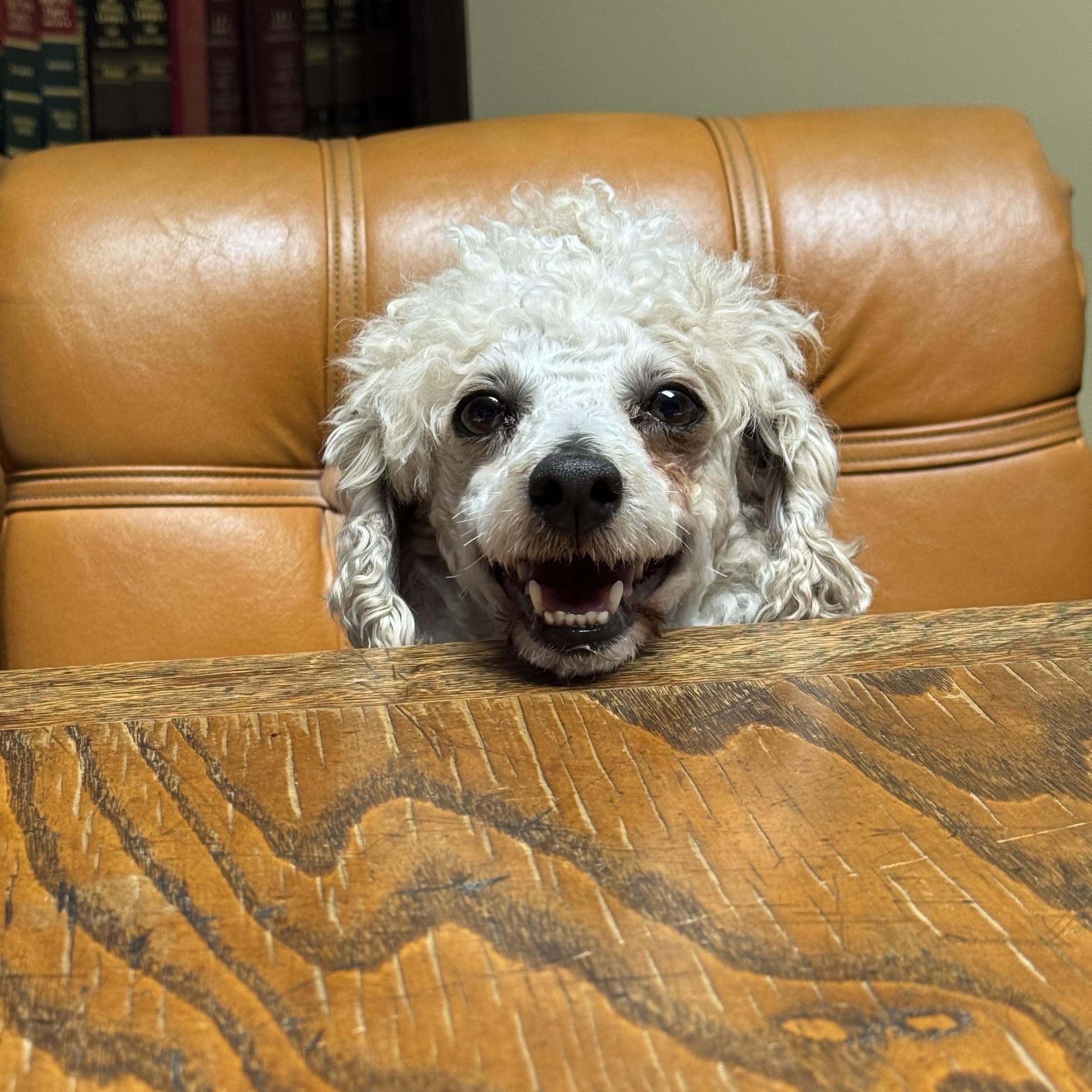 Enlarge Rudy, a ADOPTABLE Miniature Poodle in Murphysboro, IL image 3/5