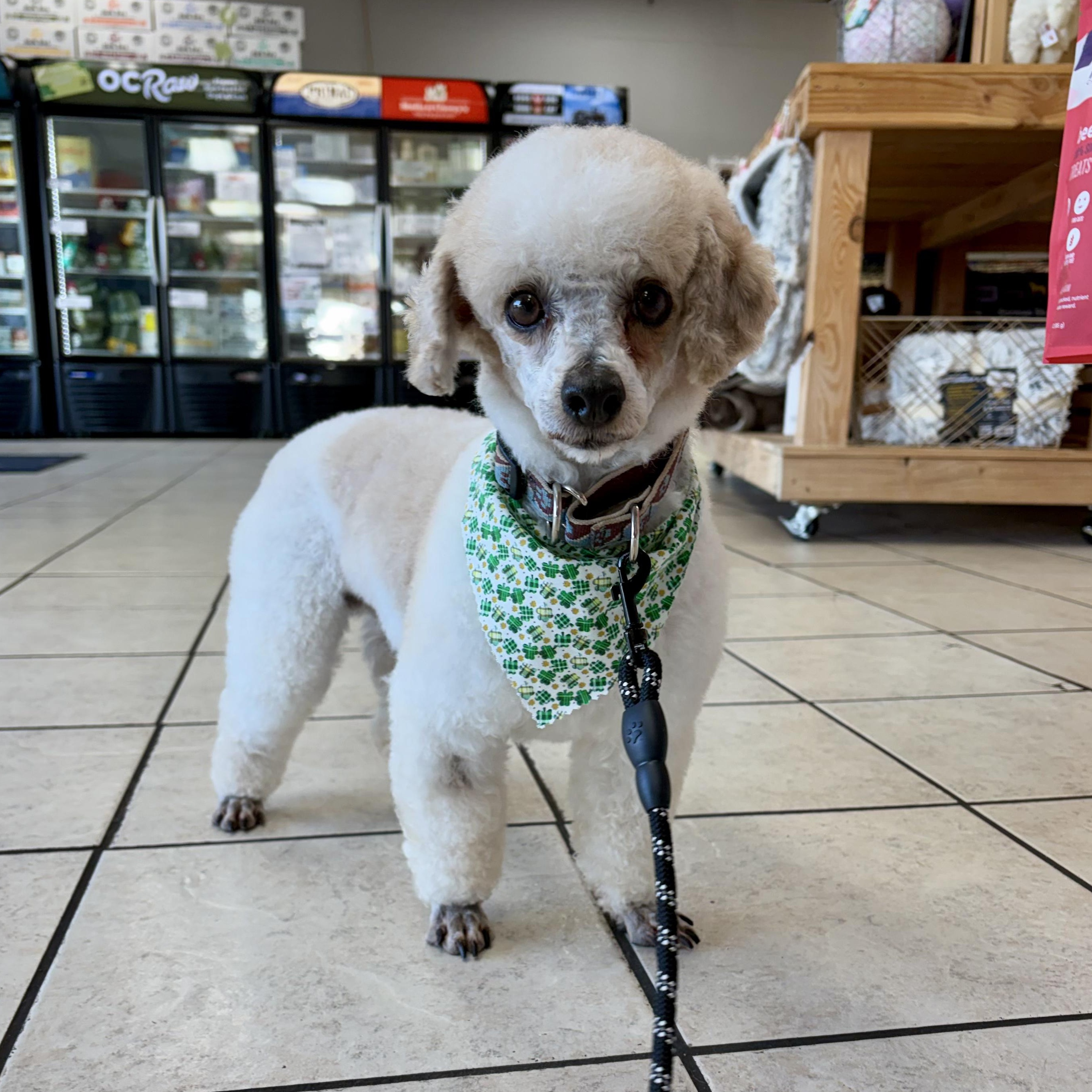 Rudy, ADOPTABLE, Adult Male Miniature Poodle.