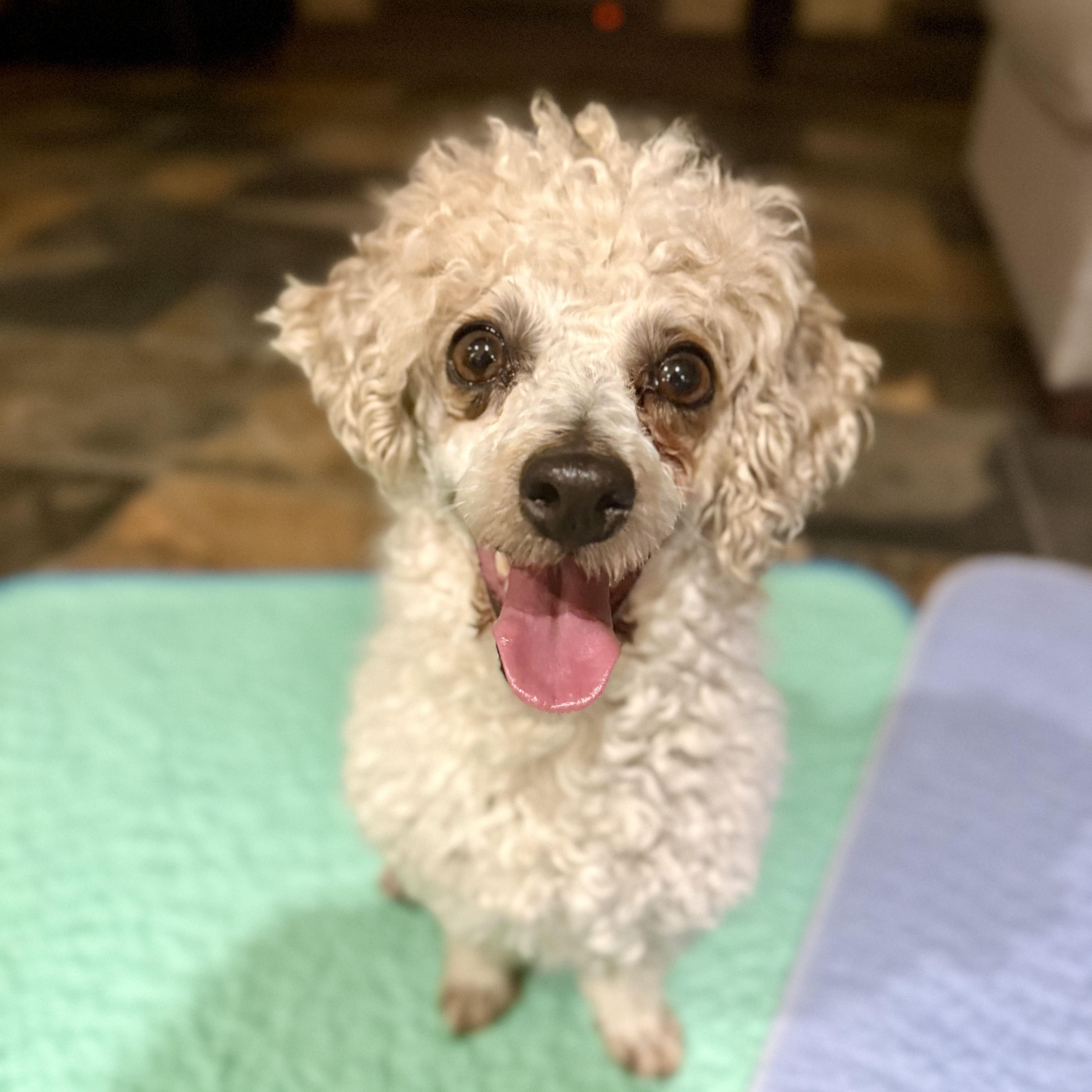 Enlarge Rudy, a ADOPTABLE Miniature Poodle in Murphysboro, IL image 5/5