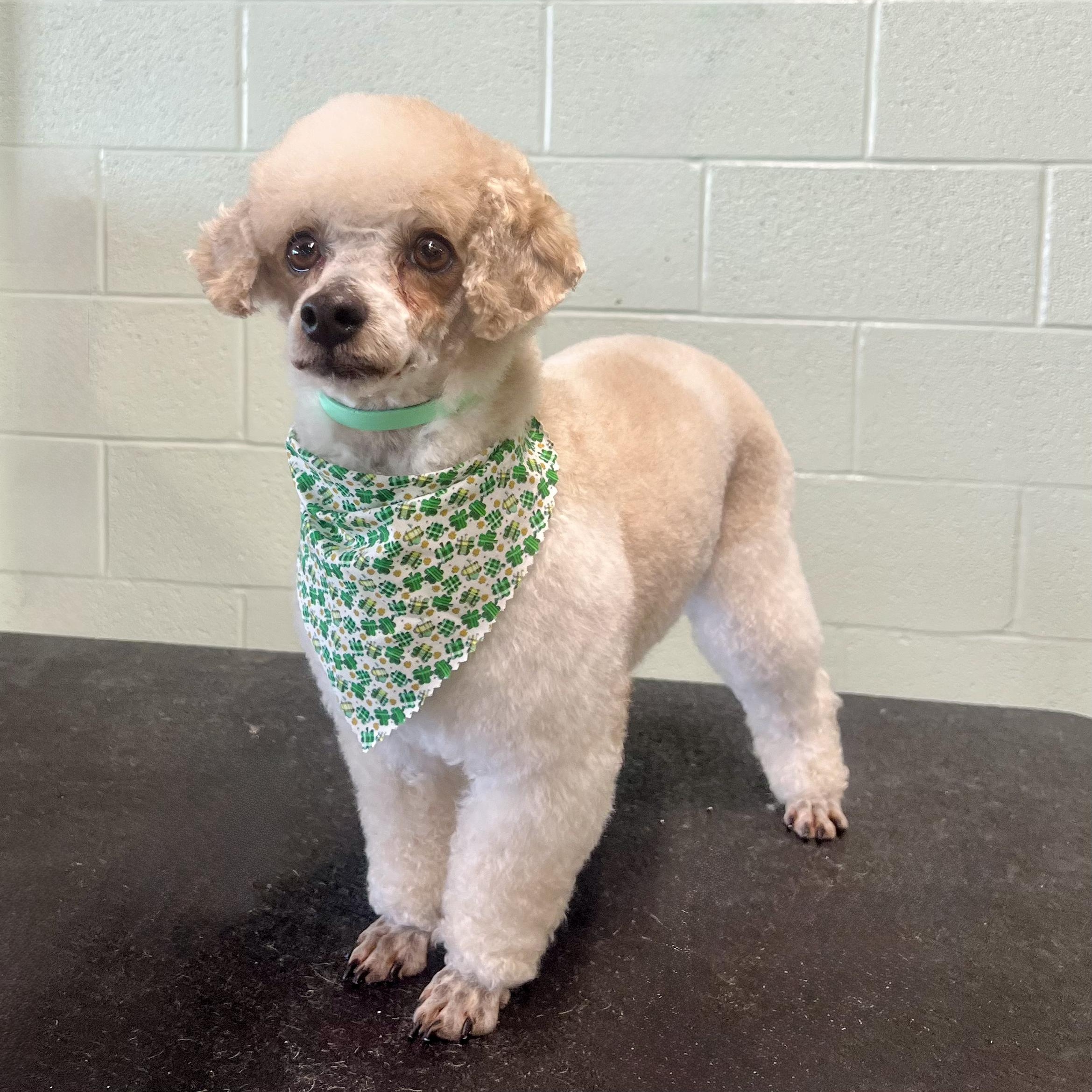 Enlarge Rudy, a ADOPTABLE Miniature Poodle in Murphysboro, IL image 2/5