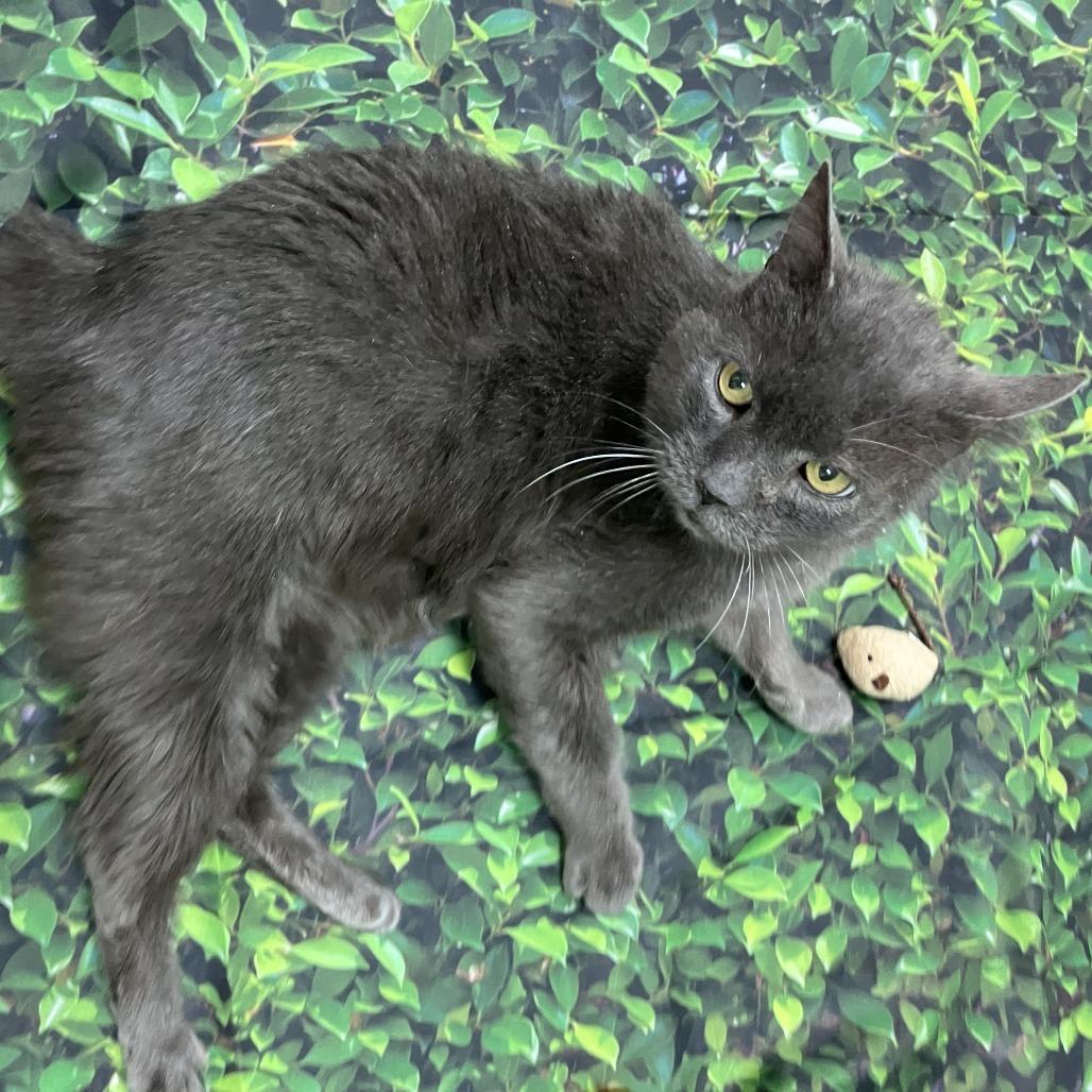 Snorkel — thumbnail 2