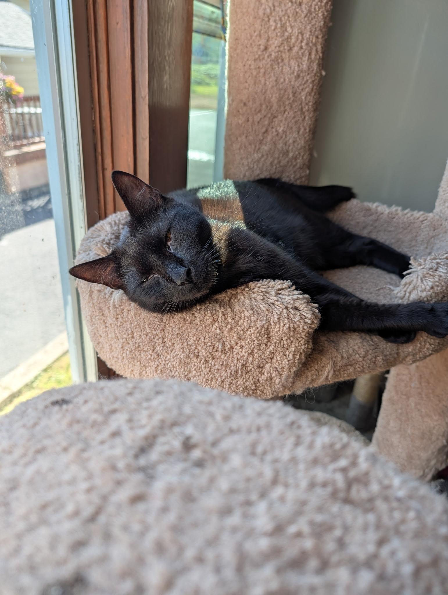 Enlarge Phantom, a Adoptable Domestic Short Hair in Tillamook, OR image 5/6