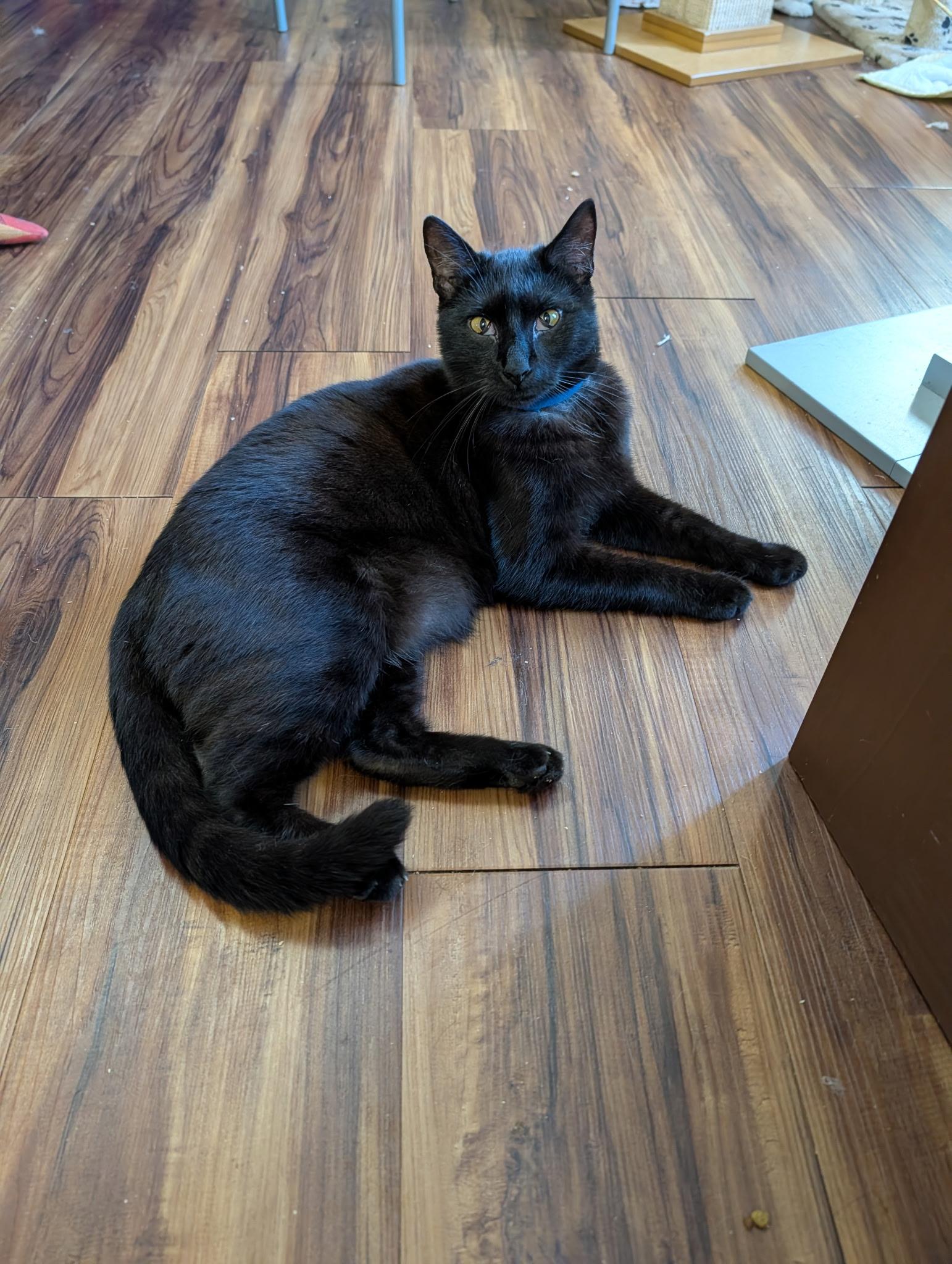 Enlarge Phantom, a Adoptable Domestic Short Hair in Tillamook, OR image 4/6