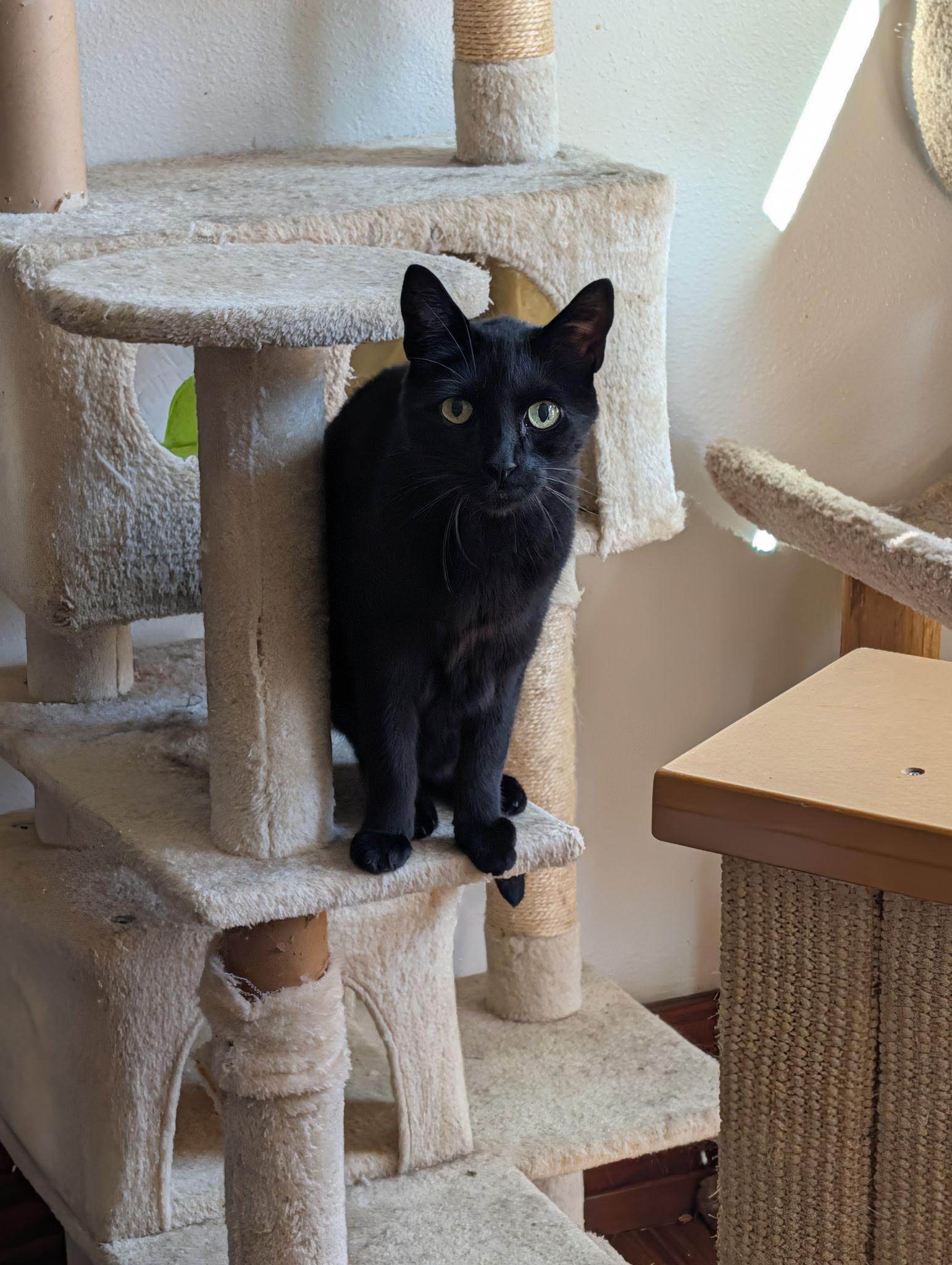 Enlarge Phantom, a Adoptable Domestic Short Hair in Tillamook, OR image 3/6
