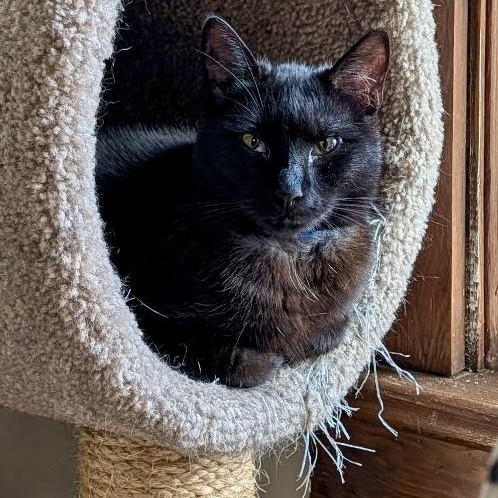 Phantom, Adoptable, Adult Male Domestic Short Hair.