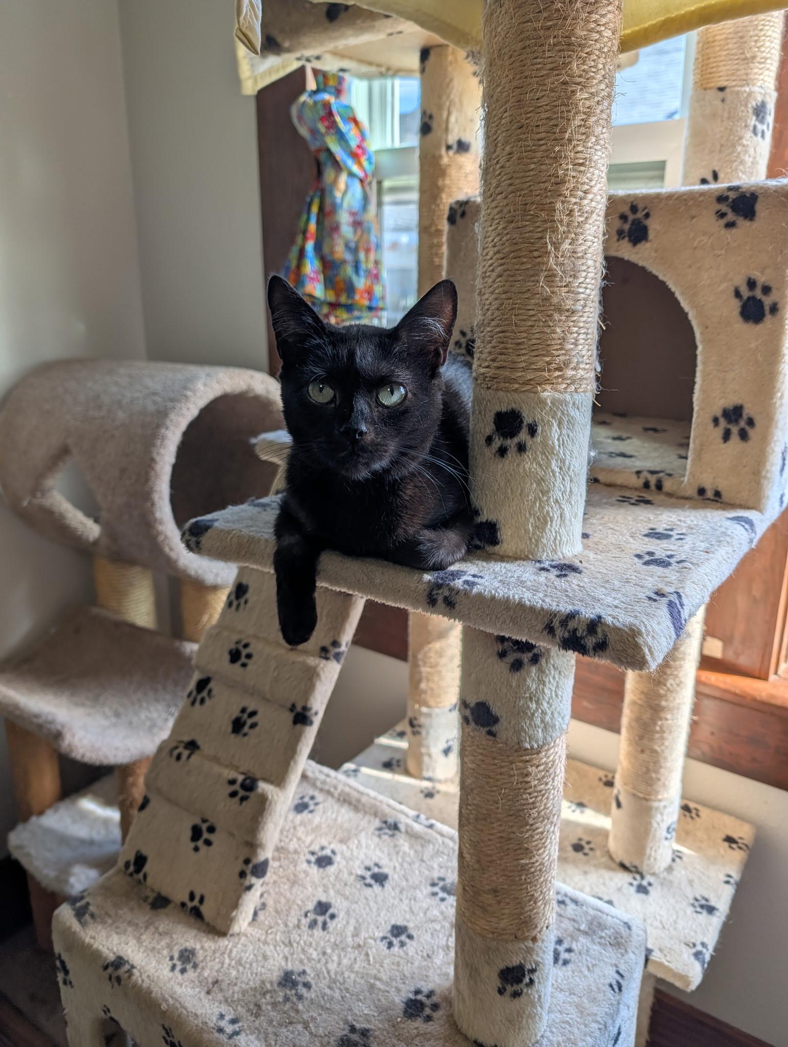 Enlarge Phantom, a Adoptable Domestic Short Hair in Tillamook, OR image 6/6