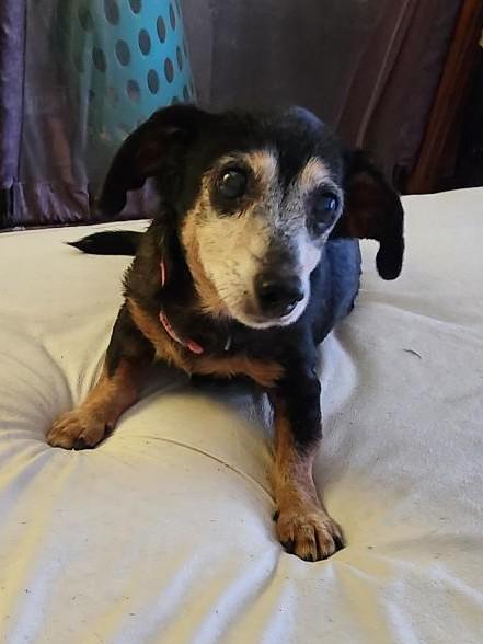 Enlarge <<<<<<JAMIE>>>>>>Loving Couch Potato!!, a ADOPTABLE Dachshund in Georgetown, KY image 3/4