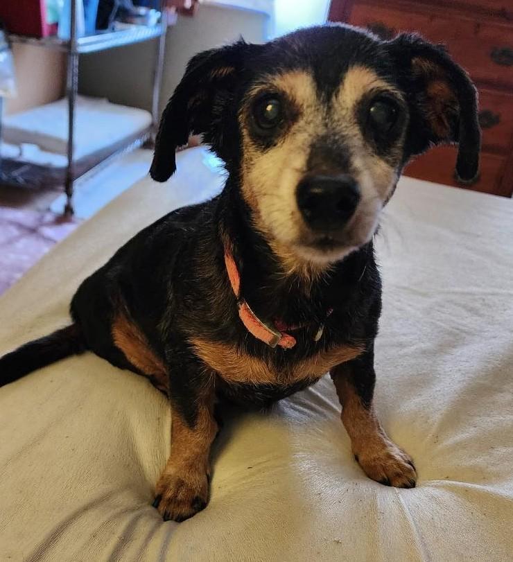 Enlarge <<<<<<JAMIE>>>>>>Loving Couch Potato!!, a ADOPTABLE Dachshund in Georgetown, KY image 2/4