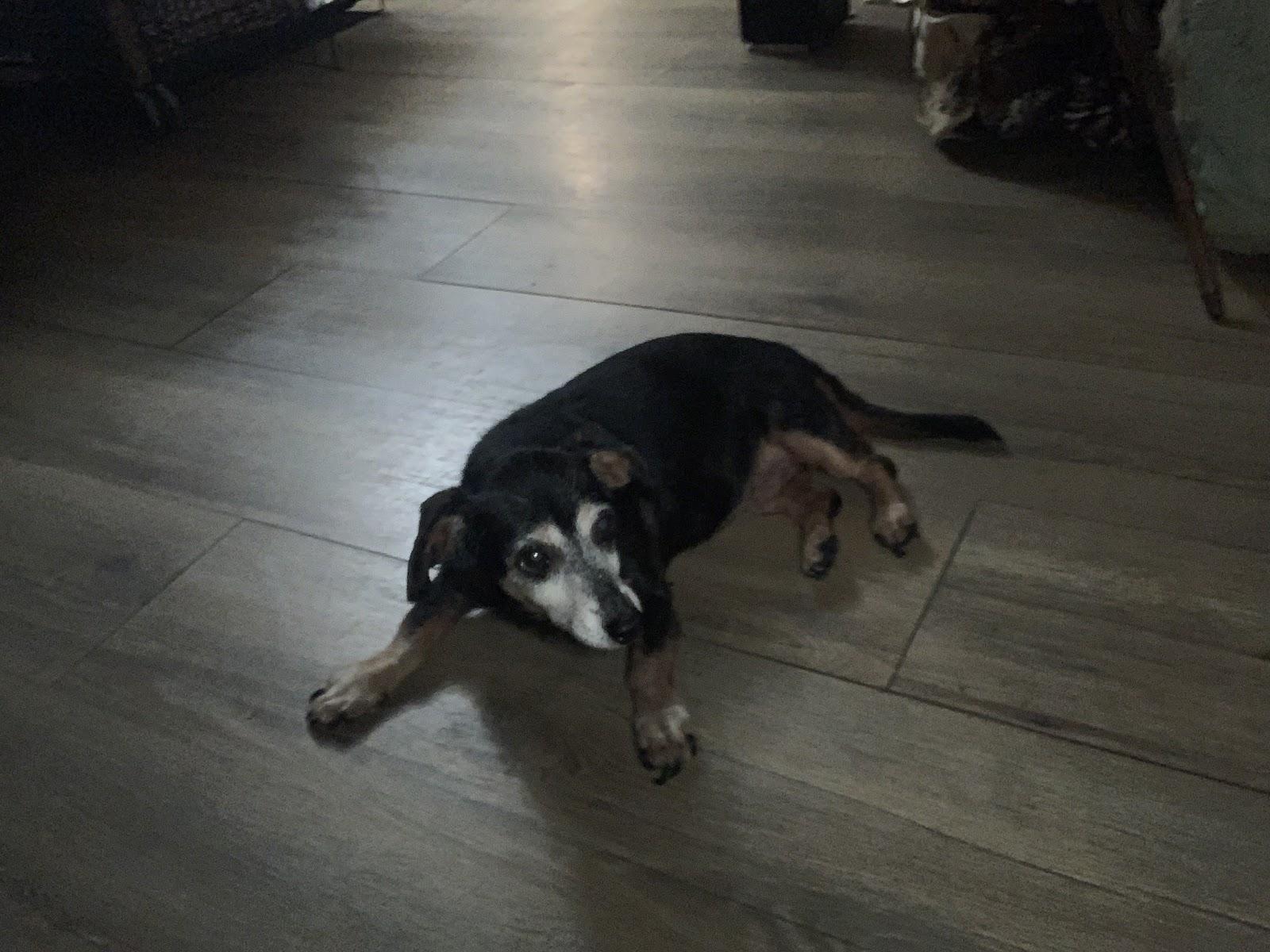 Enlarge <<<<<<JAMIE>>>>>>Loving Couch Potato!!, a ADOPTABLE Dachshund in Georgetown, KY image 4/4