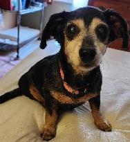 Enlarge <<<<<<JAMIE>>>>>>Loving Couch Potato!!, a ADOPTABLE Dachshund in Georgetown, KY image 1/4