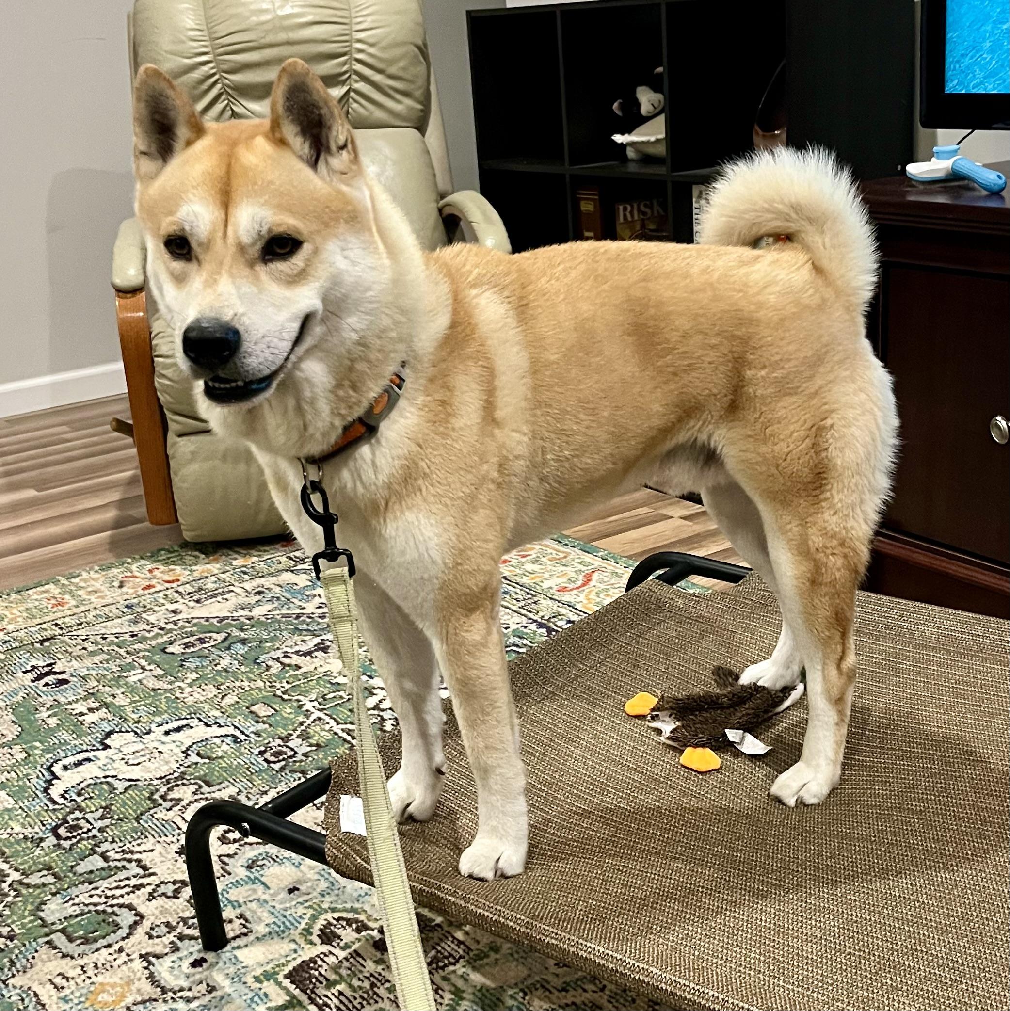 Waffles, Adopted, Adult Male Shiba Inu.