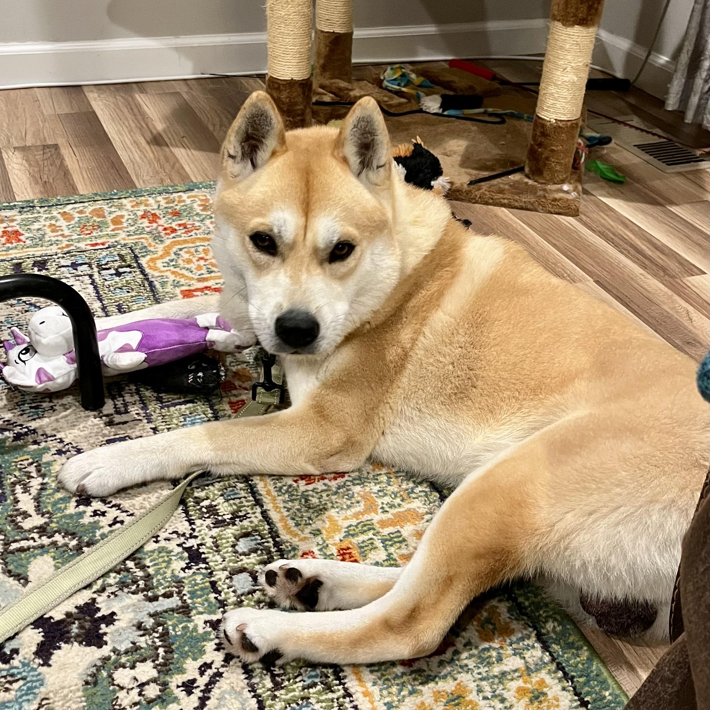 Enlarge Waffles, a Adopted Shiba Inu in Jonesburg, MO image 2/6