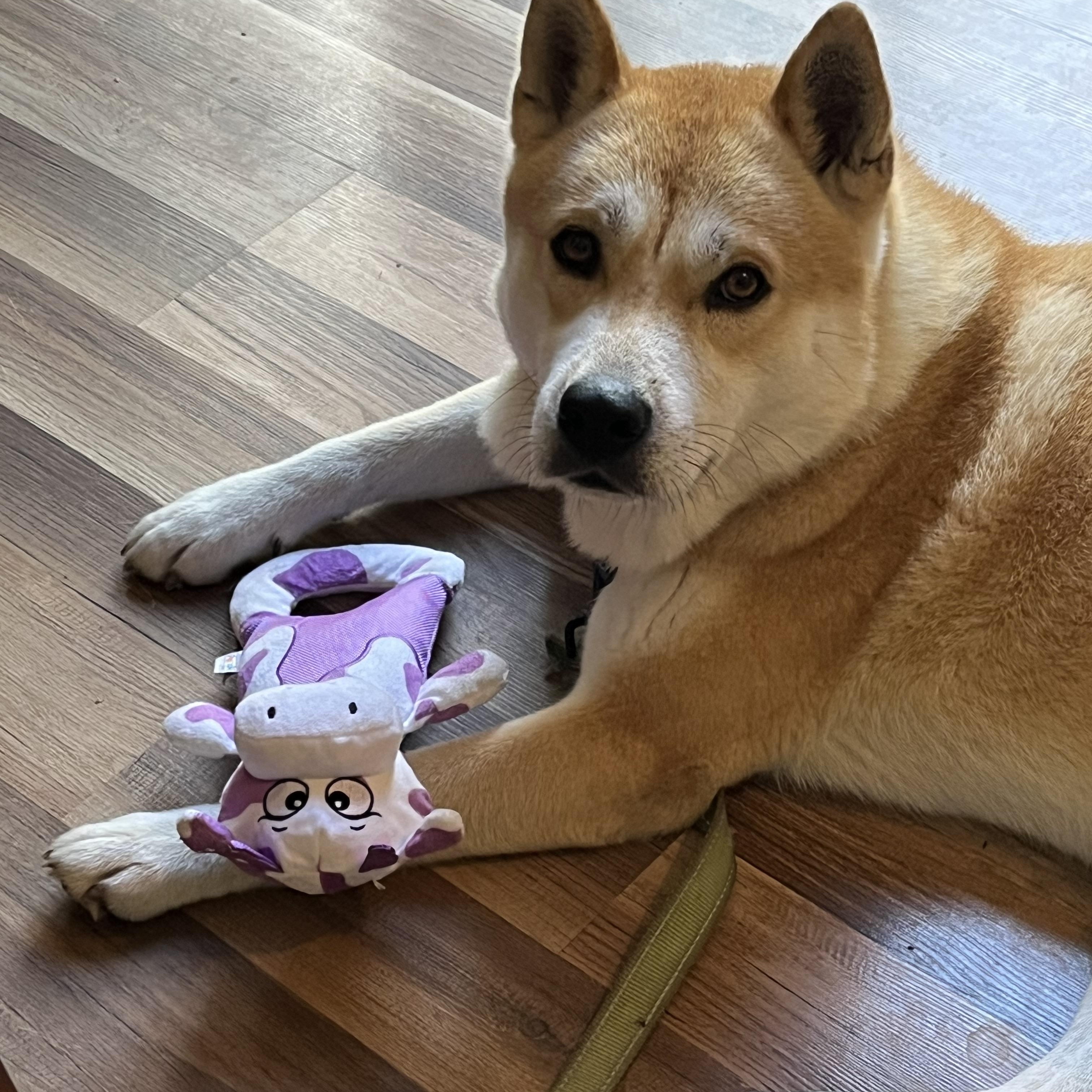 Enlarge Waffles, a Adopted Shiba Inu in Jonesburg, MO image 3/6