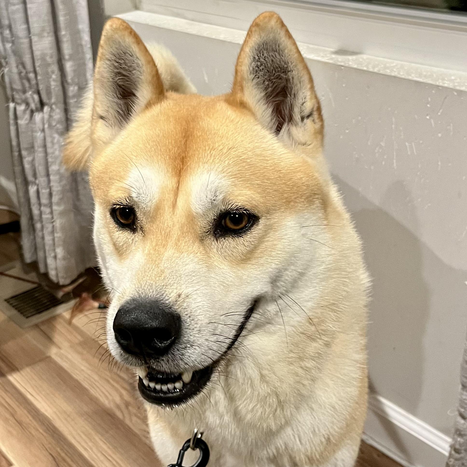 Enlarge Waffles, a Adopted Shiba Inu in Jonesburg, MO image 4/6