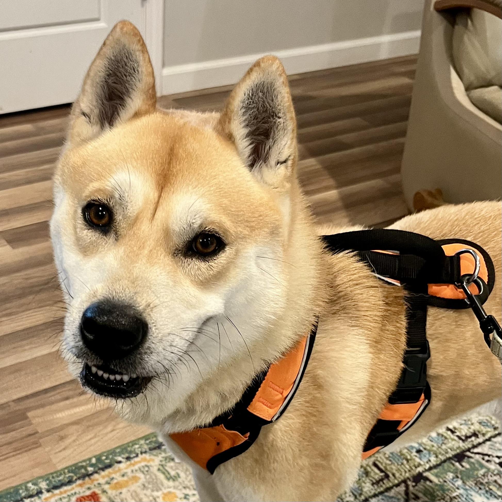 Enlarge Waffles, a Adopted Shiba Inu in Jonesburg, MO image 5/6