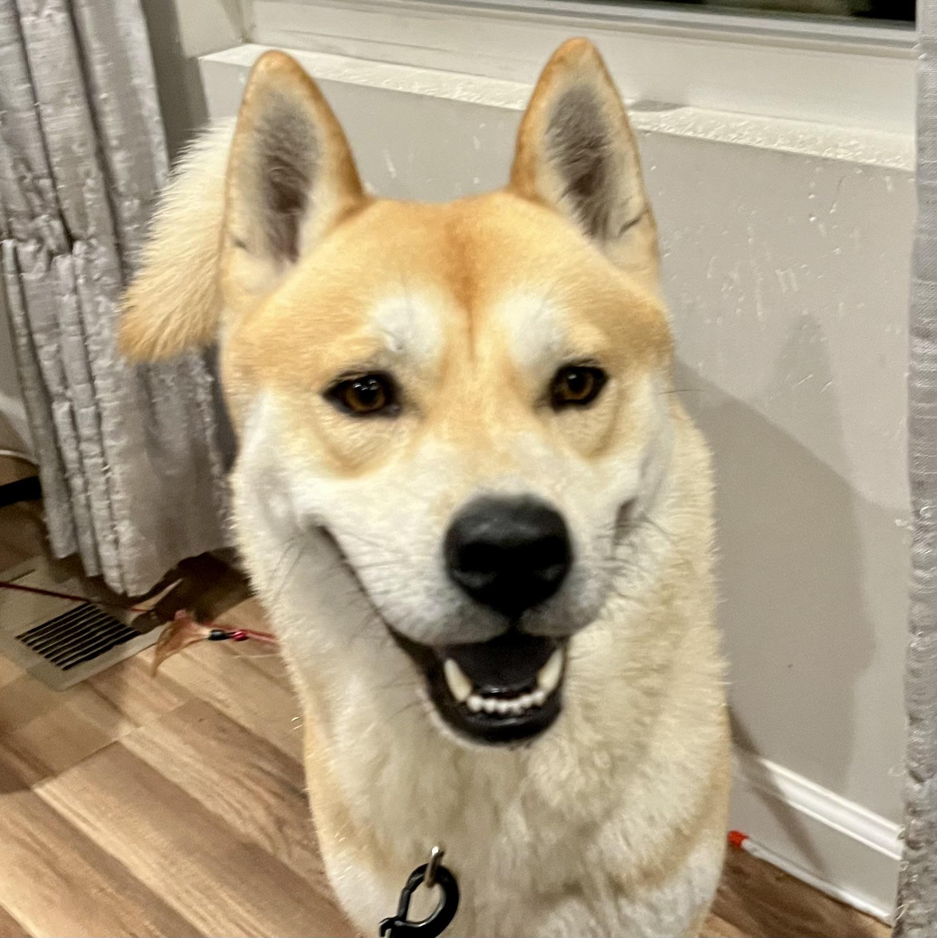 Enlarge Waffles, a Adopted Shiba Inu in Jonesburg, MO image 6/6