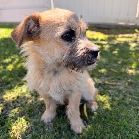 Enlarge Shandy, an adopted mixed breed in Torrance, CA image 3/6