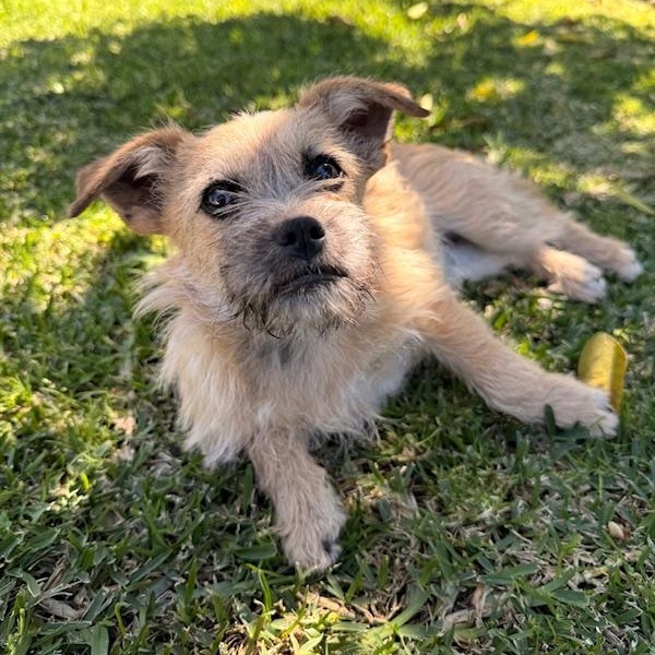 Enlarge Shandy, an adopted mixed breed in Torrance, CA image 5/6