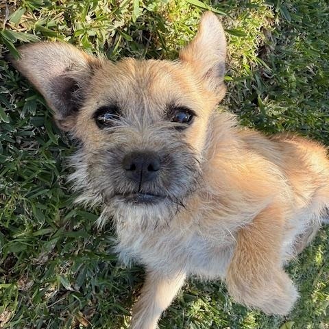 Enlarge Shandy, an adopted mixed breed in Torrance, CA image 2/6