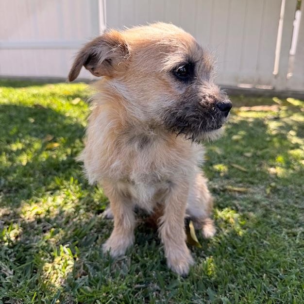 Enlarge Shandy, an adopted mixed breed in Torrance, CA image 6/6