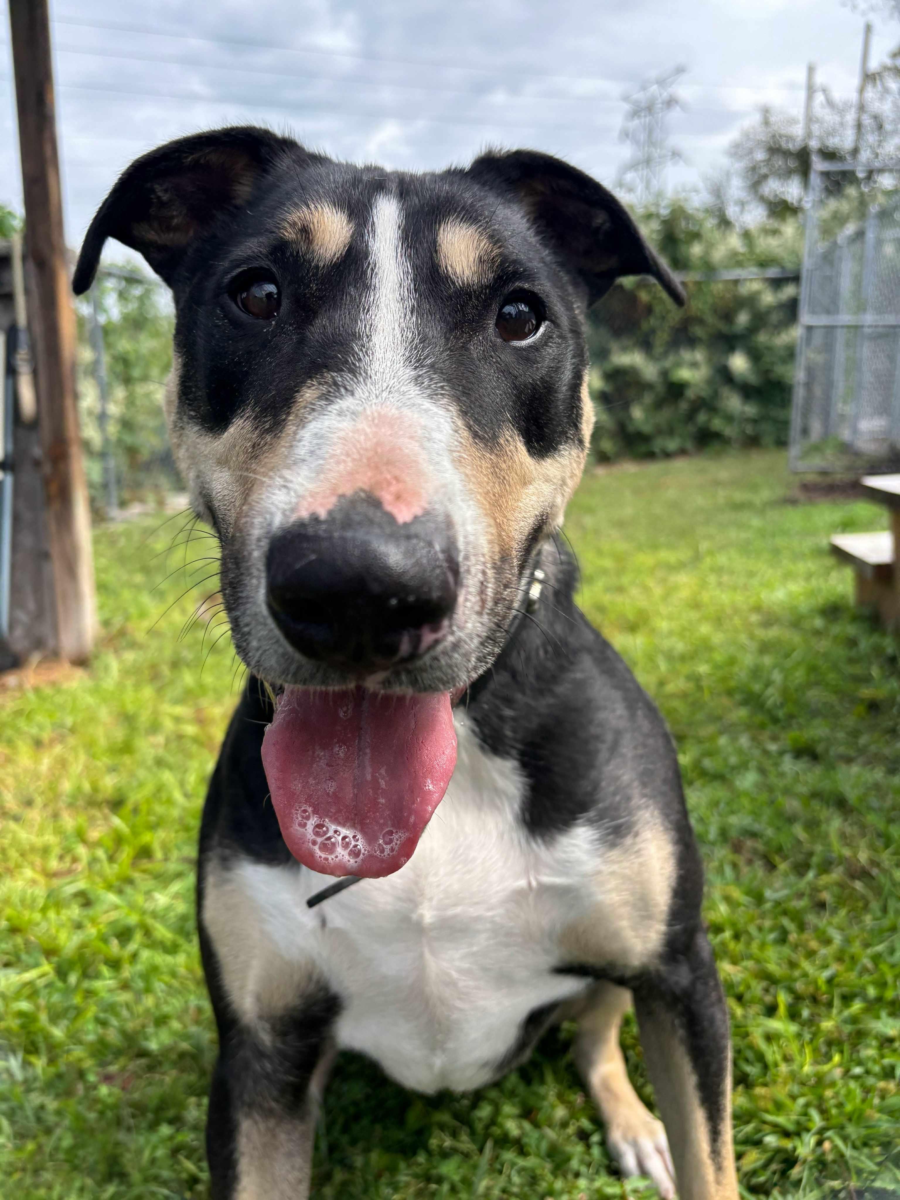 Beau, Adoptable, Adult Male Bull Terrier.