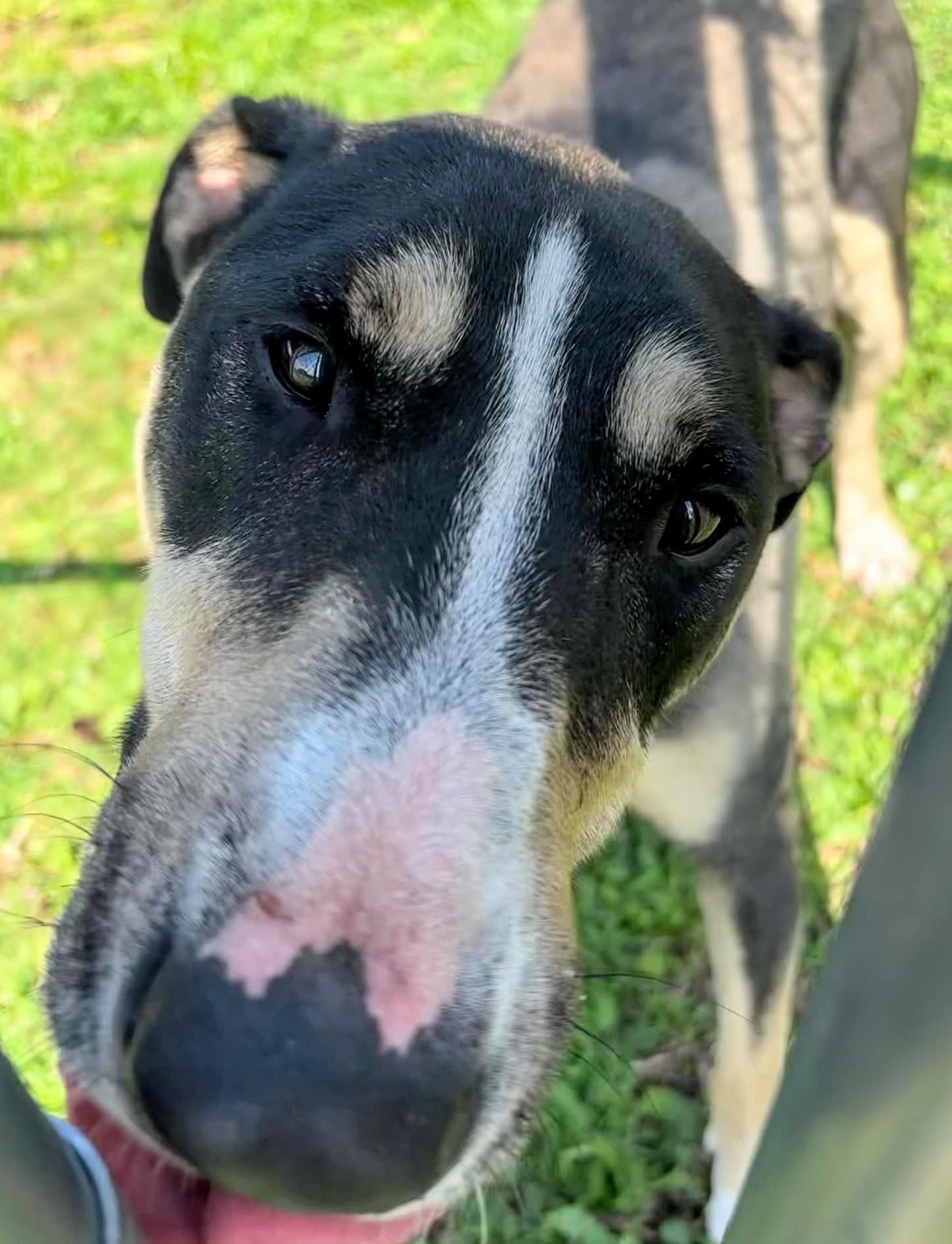 Enlarge Beau, a Adoptable mixed breed in New Windsor, NY image 3/5