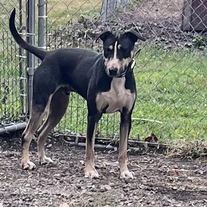 Enlarge Beau, a Adoptable mixed breed in New Windsor, NY image 4/5